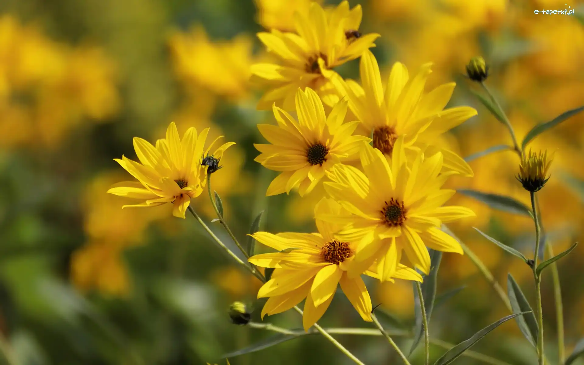 Rudbekie, Żółte, Kwiaty