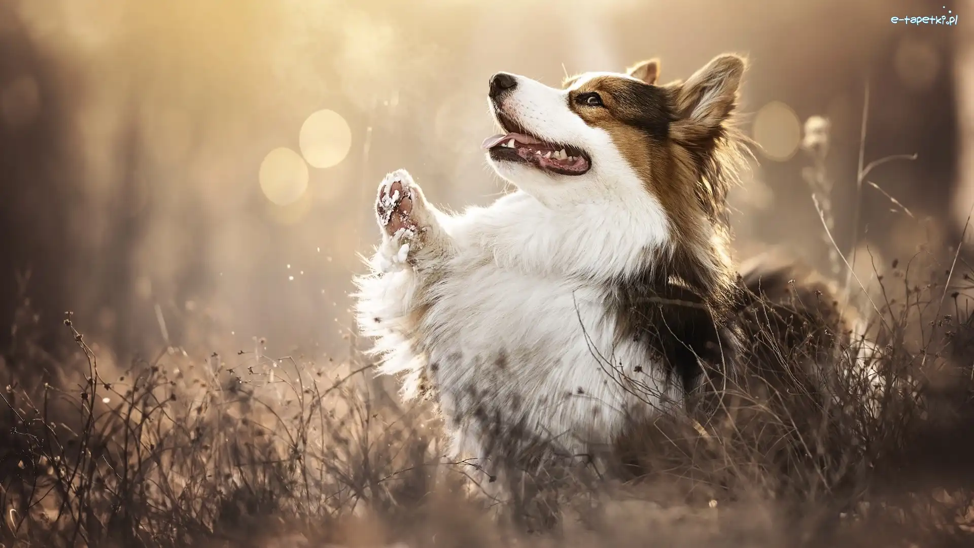 Welsh corgi pembroke, Rozmycie, Trawa, Pies
