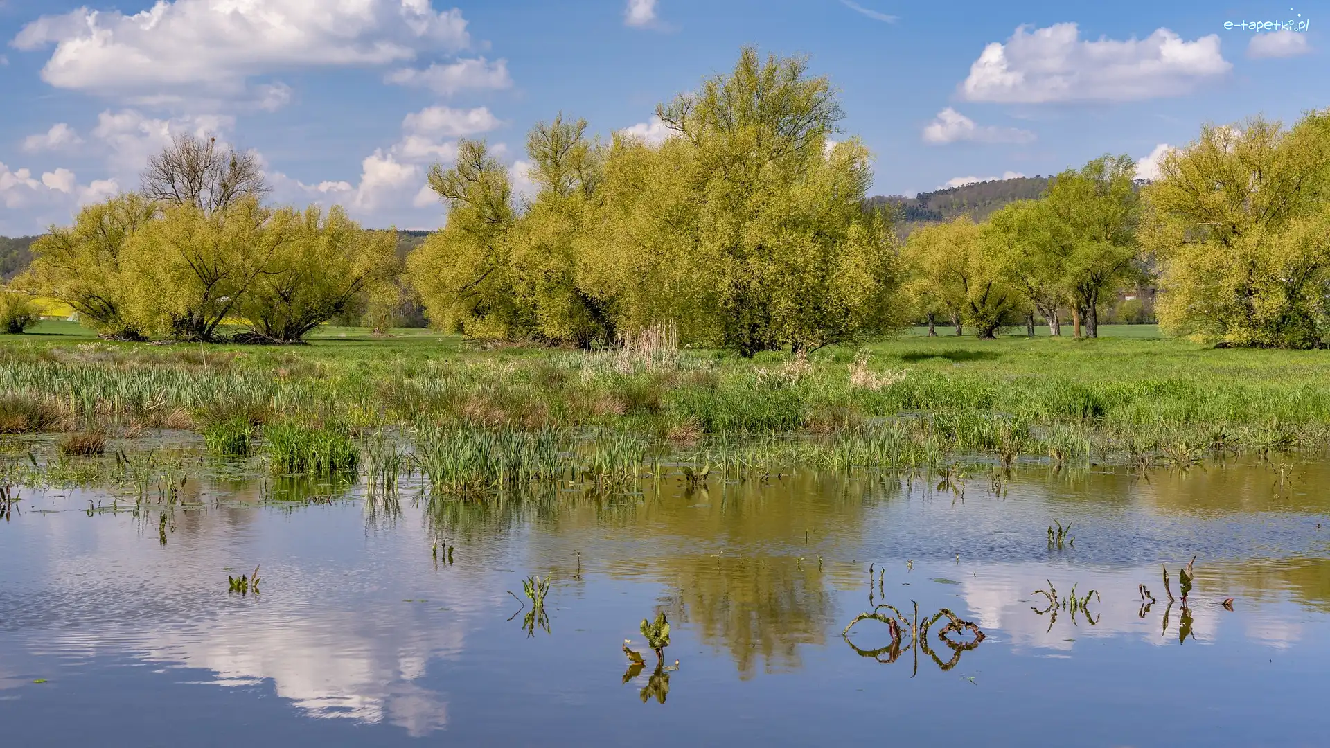 Zielone, Jezioro, Drzewa, Wiosna