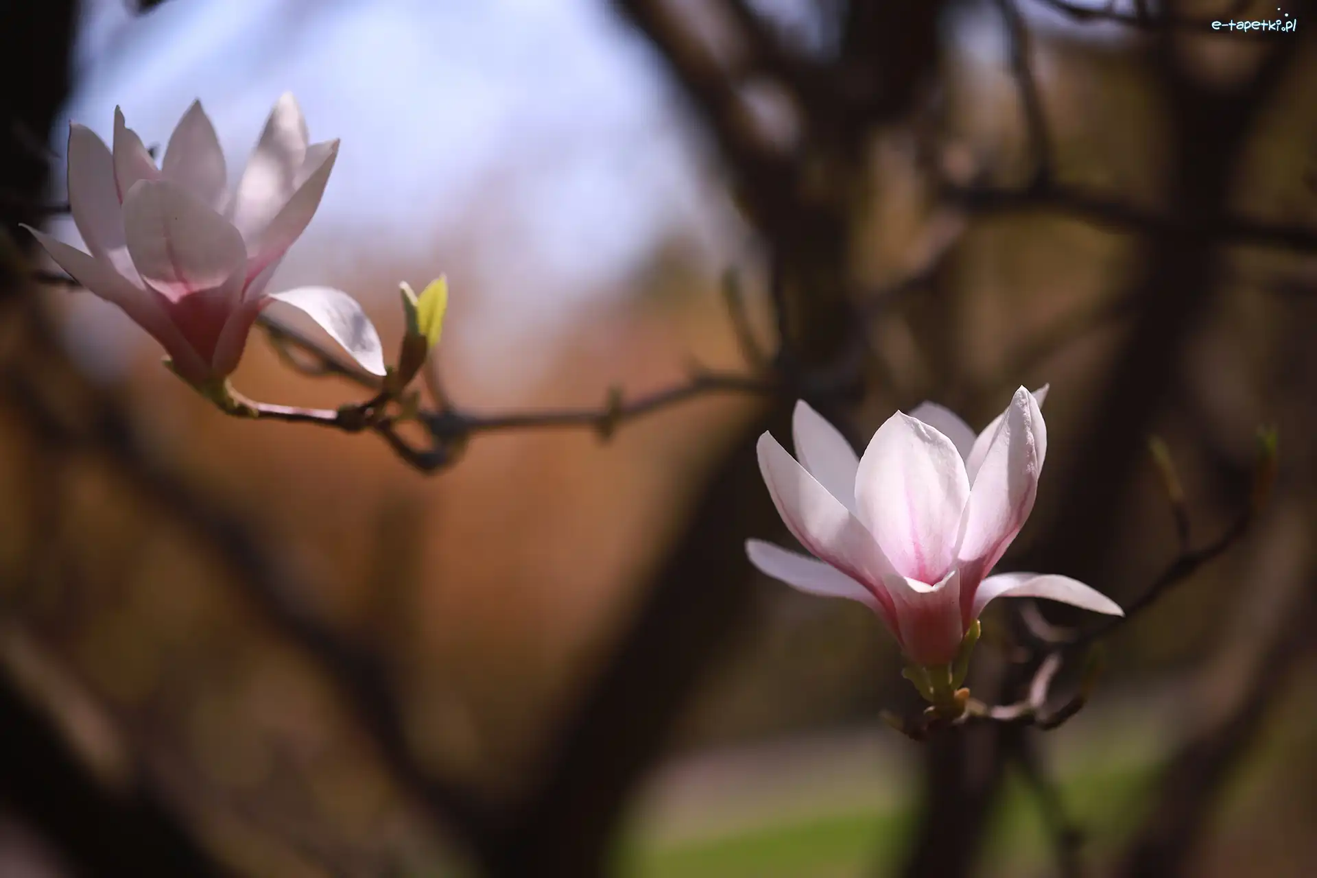 Różowa, Dwa, Magnolia, Krzew, Kwiaty