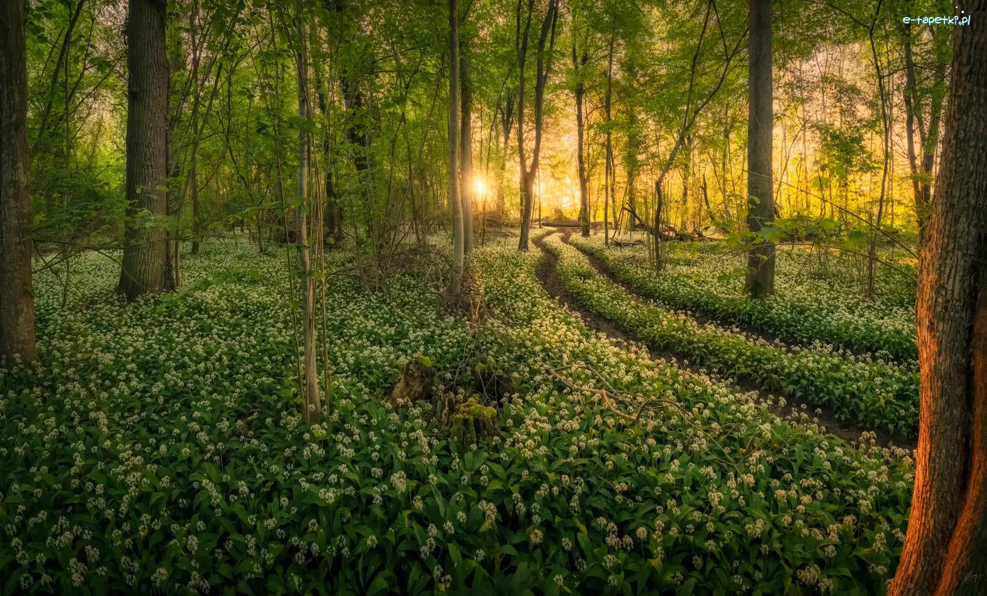 Czosnek niedźwiedzi, Promienie słońca, Wiosna, Ślady, Drzewa, Las