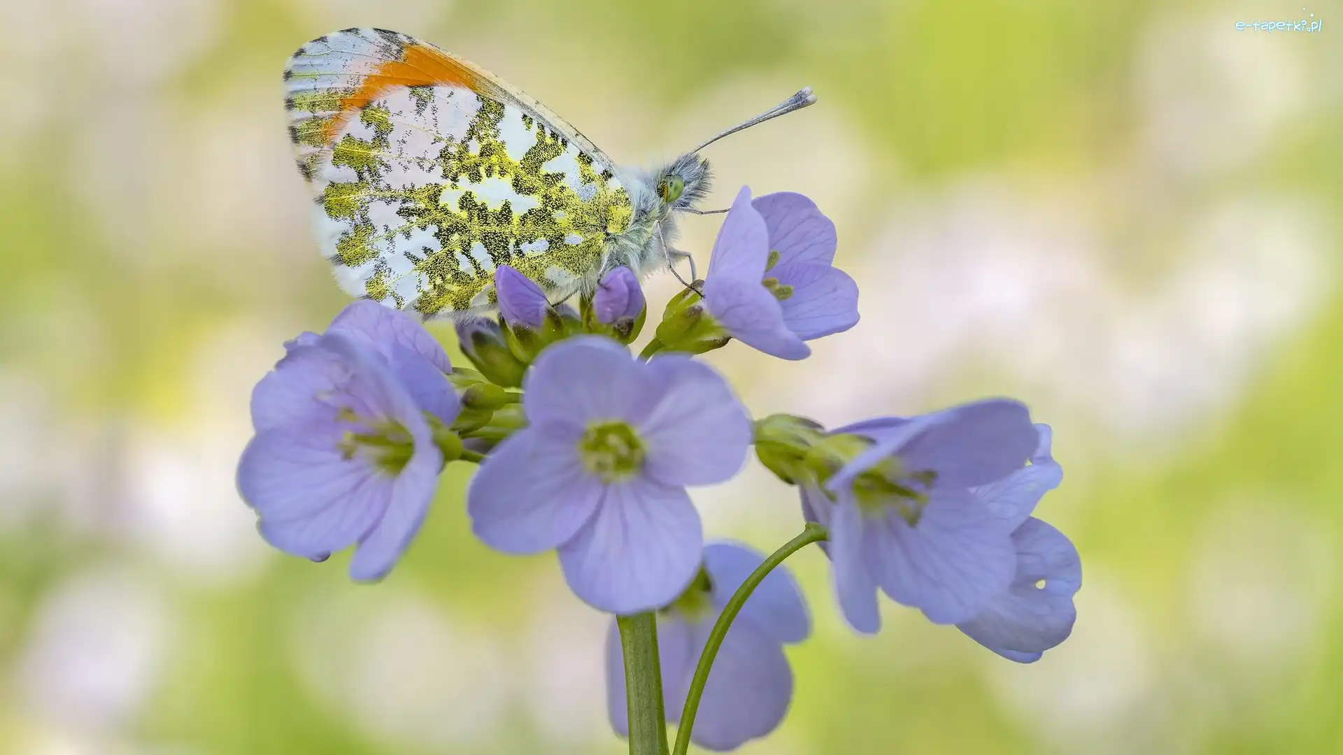 Motyl, Zbliżenie, Zorzynek rzeżuchowiec, Kwiat