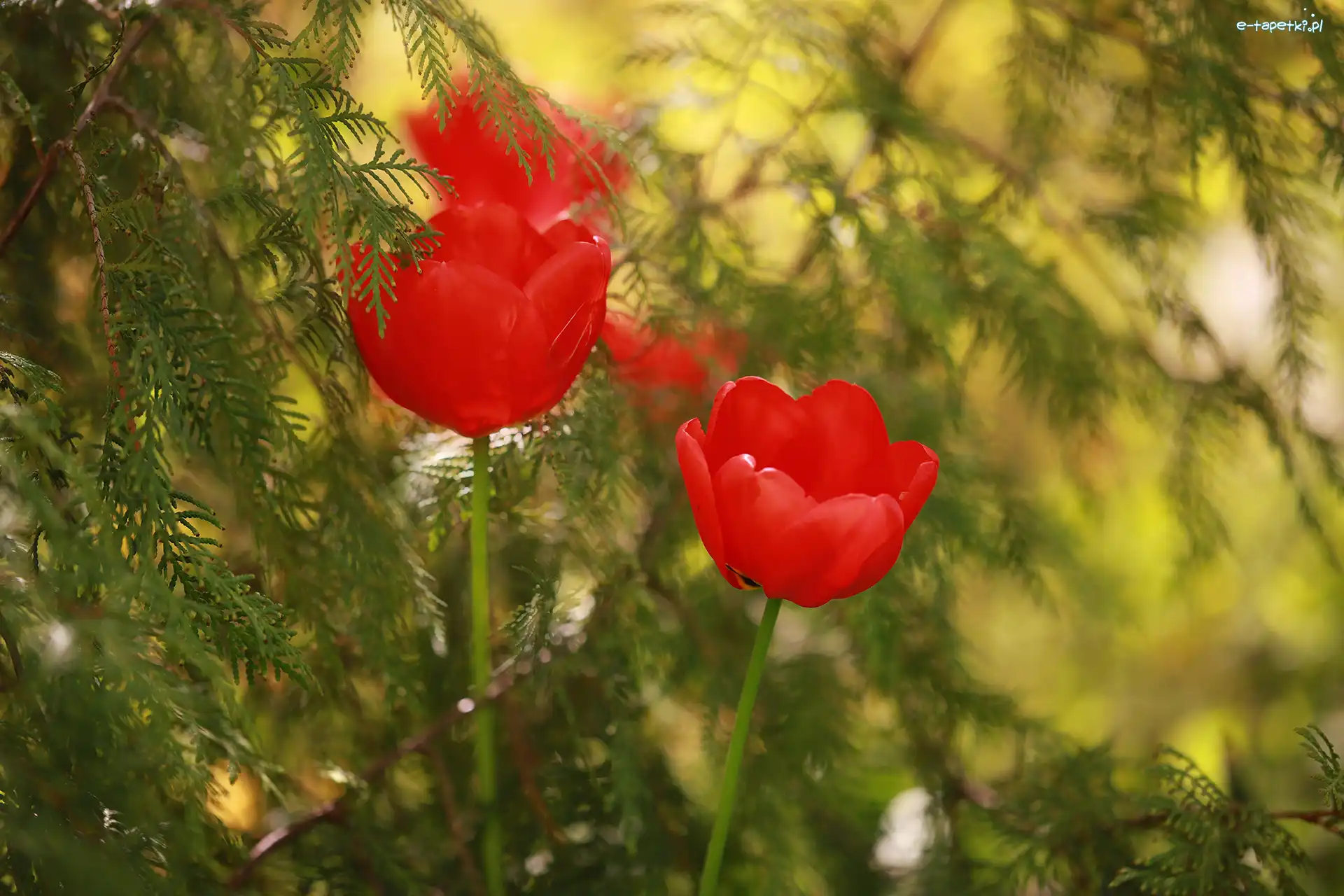 Tulipany, Gałązki, Rośliny, Czerwone