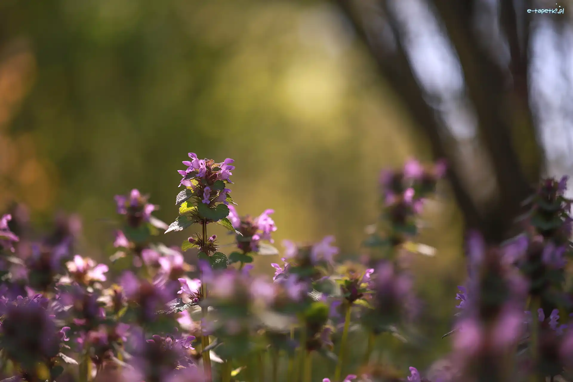 Jasnota purpurowa, Kwiaty, Różowe, Rozświetlona