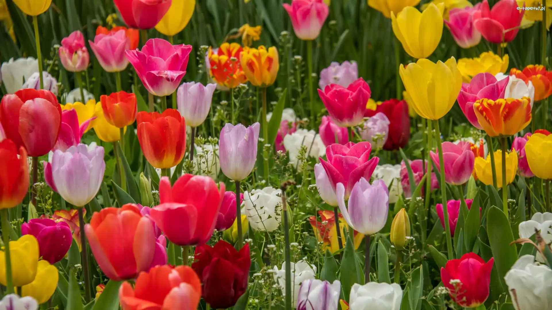 Tulipany, Płatki, Kwiaty, Trawa, Kolorowe