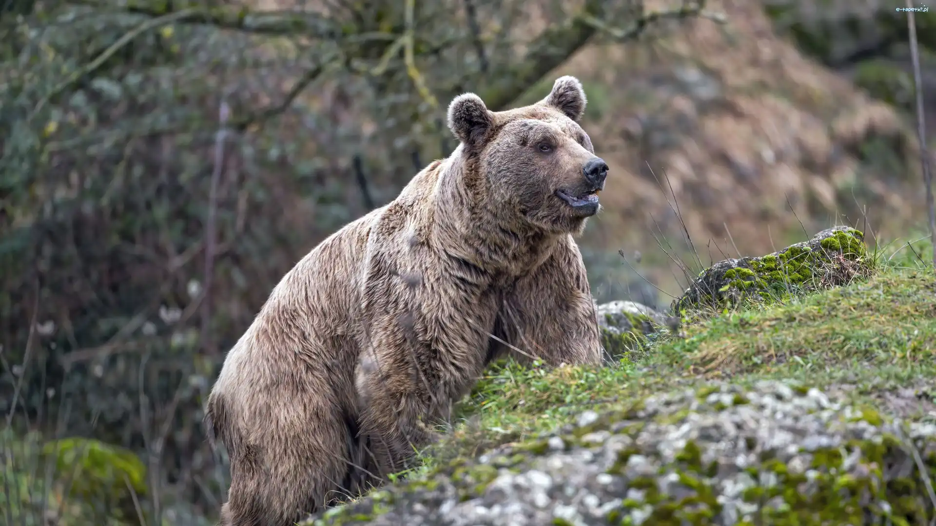 Niedźwiedź, Grizzly