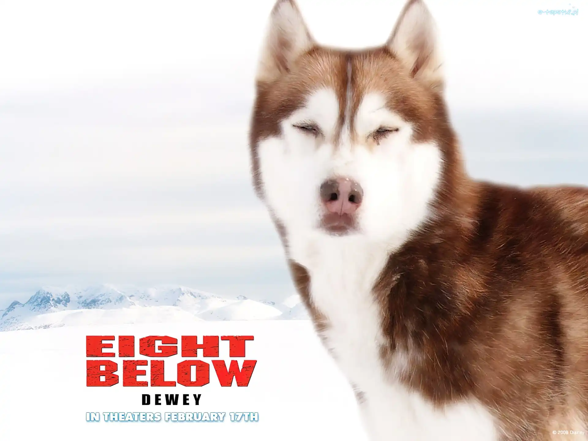 Eight Below, pies