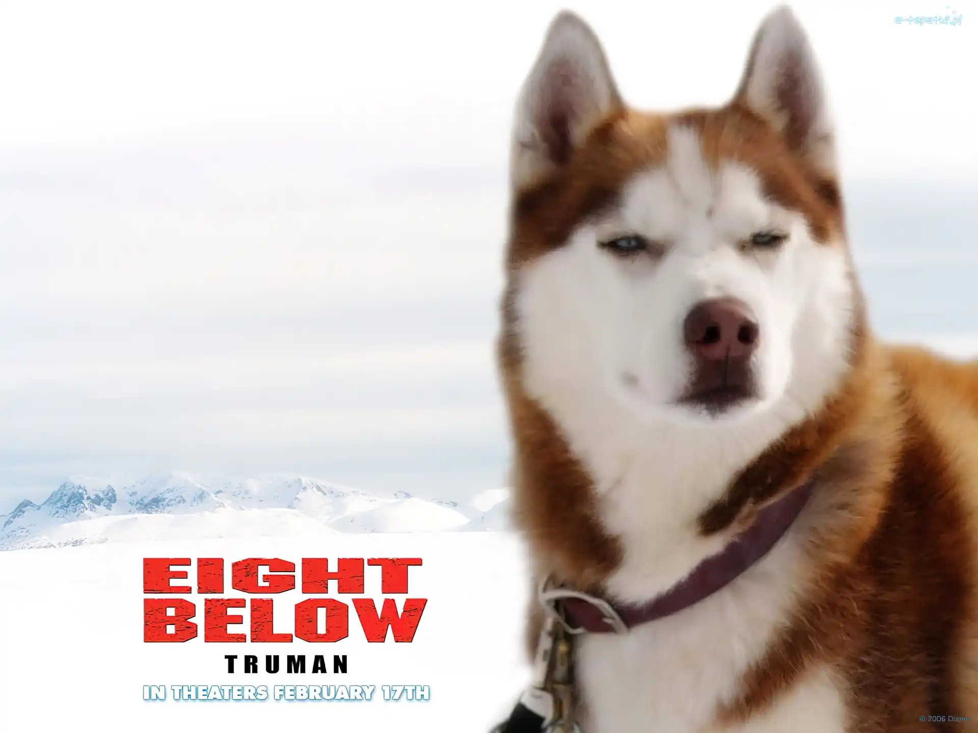 pies, zaprzęg, Eight Below