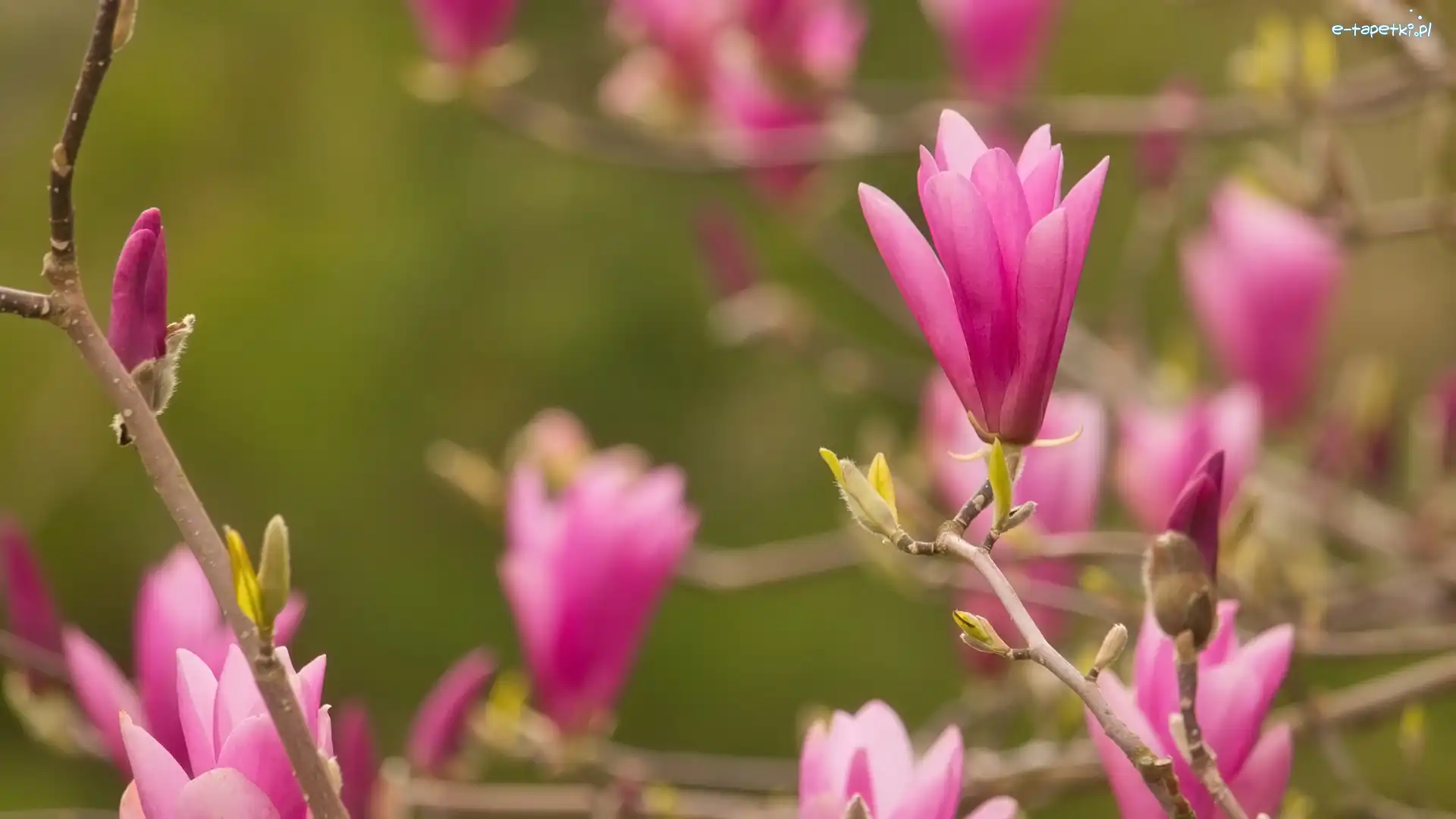 Magnolia, Nierozwinięte, Różowe, Gałązki, Kwiaty