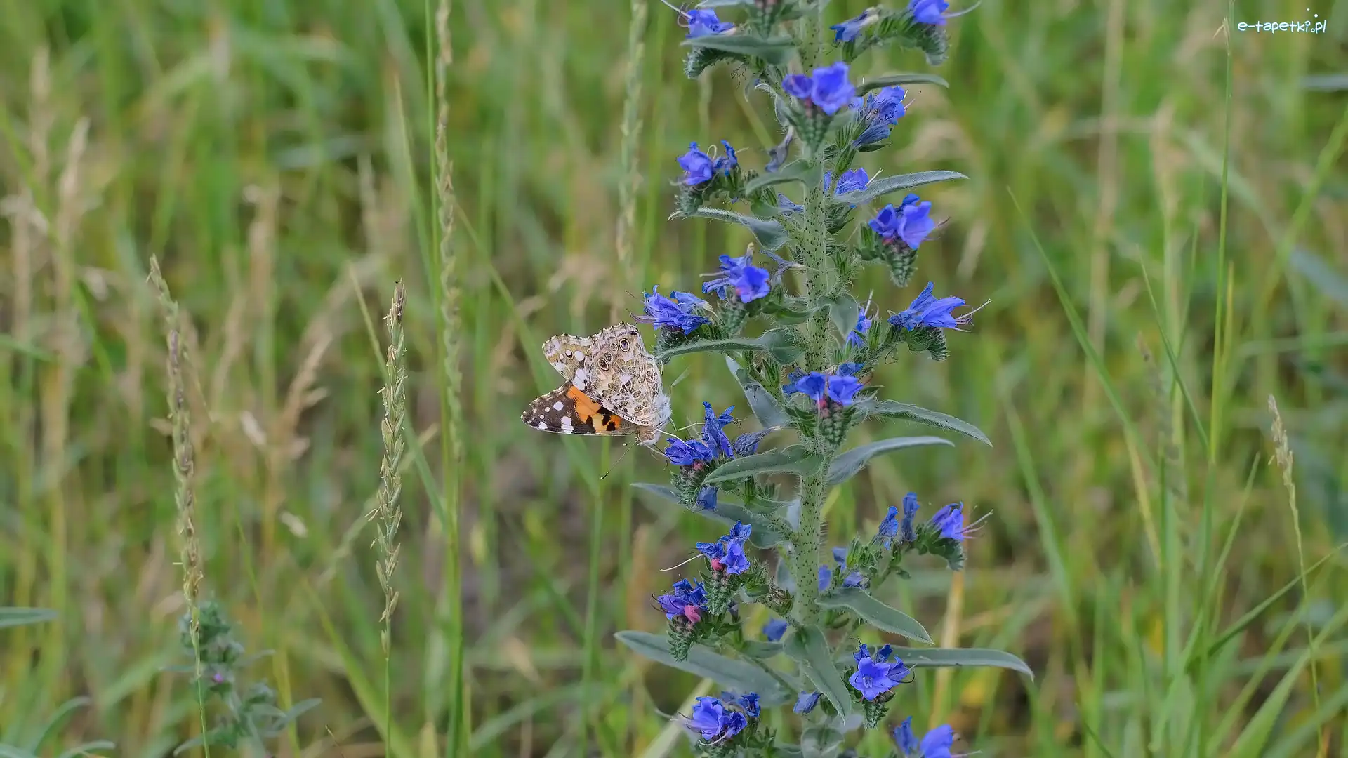 Trawa, Rusałka osetnik, Motyl, Kwiat