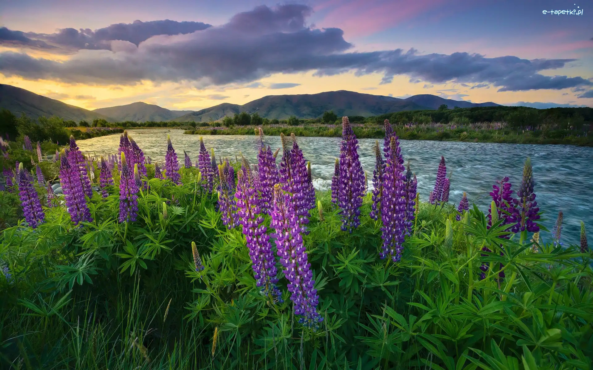 Mount Cook, Jezioro, Wanaka, Queenstown, Nowa Zelandia, Góra, Łubin