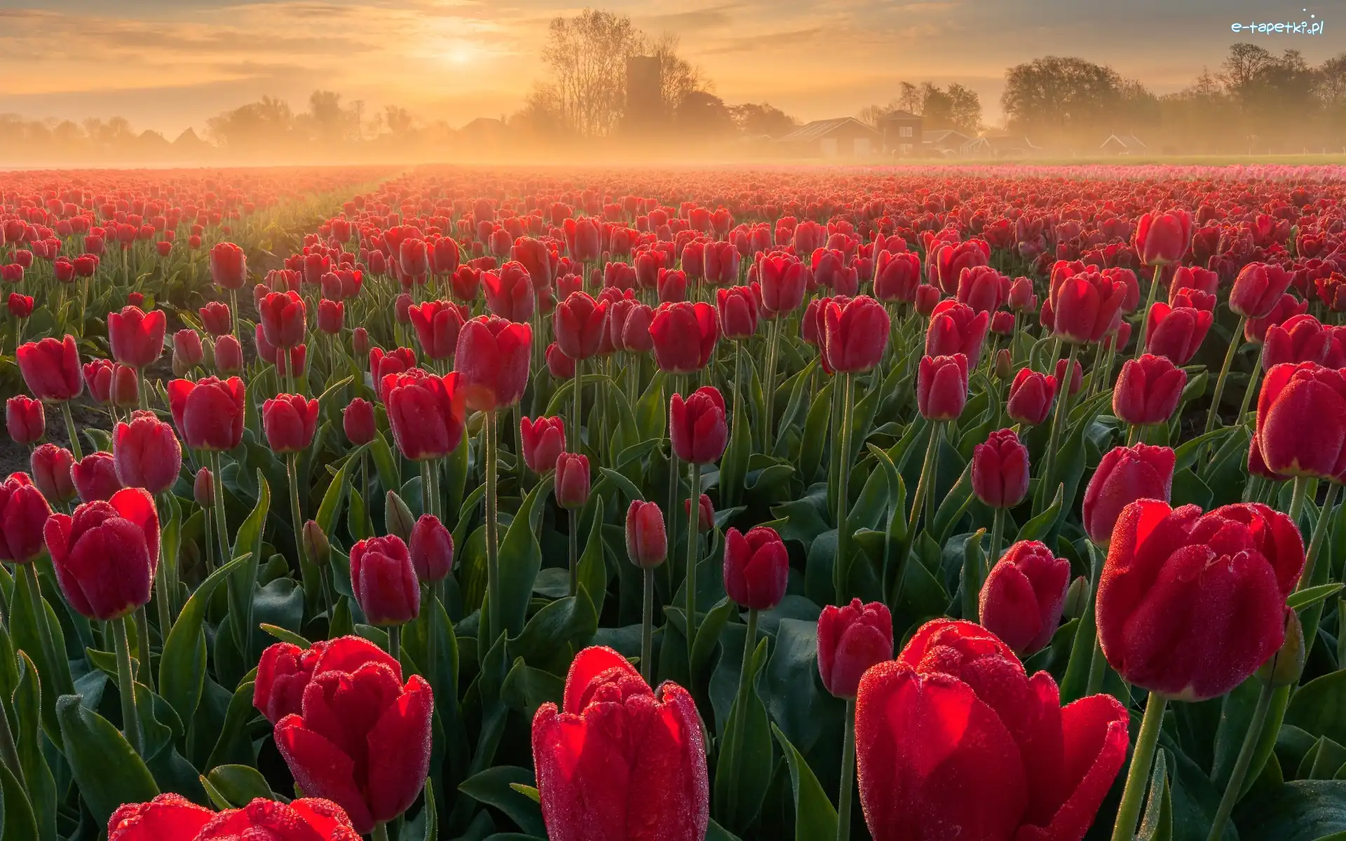 Wschód słońca, Tulipany, Czerwone, Mgła, Plantacja, Pole
