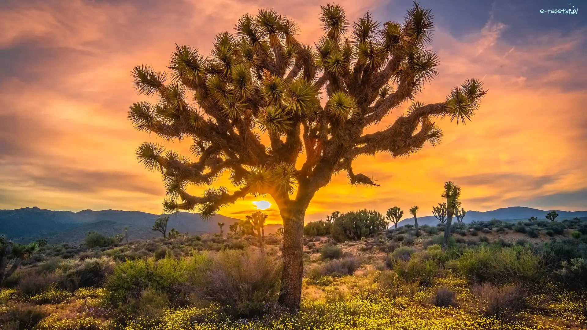 Kalifornia, Zachód słońca, Park Narodowy Joshua Tree, Stany Zjednoczone, Góry, Drzewa