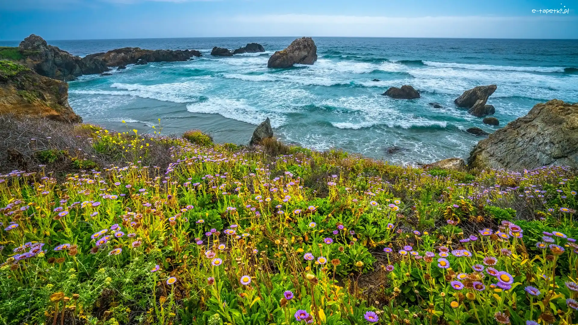 Stany Zjednoczone, Łąka, Ocean, Rośliny, Kwiaty, Kalifornia, Skały