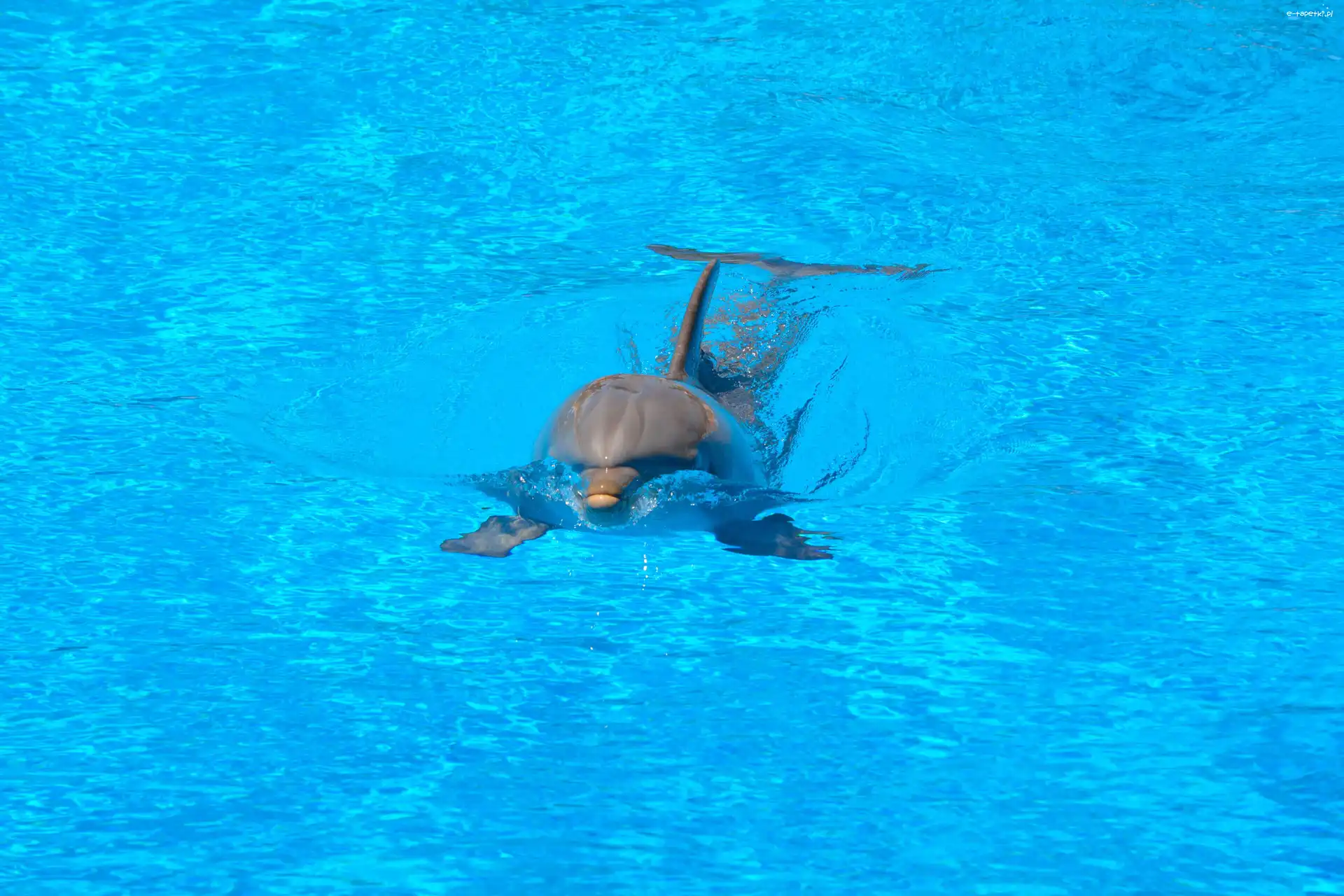 Woda, Delfin, Pływający