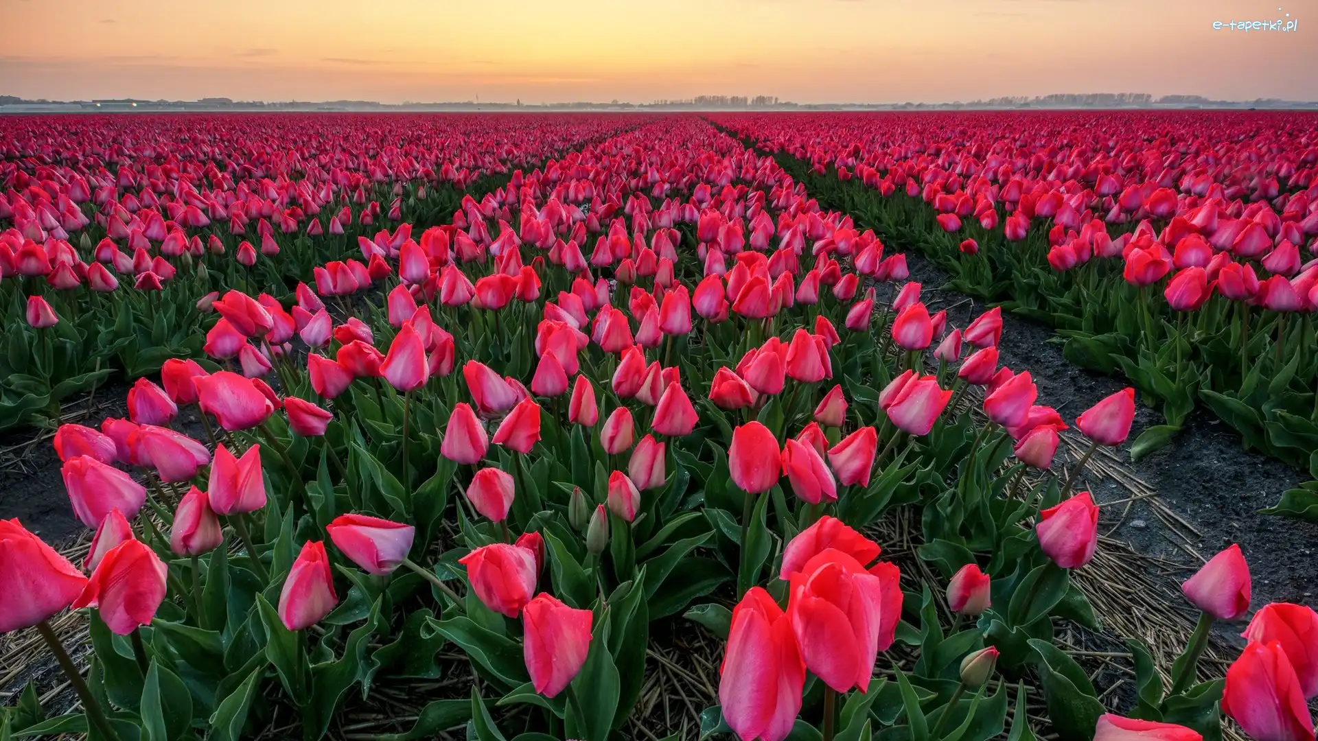 Różowe, Tulipany, Pole