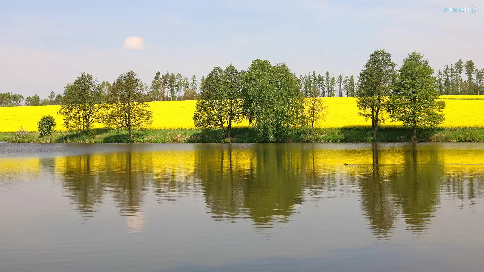 Drzewa, Wiosna, Rzepak, Jezioro