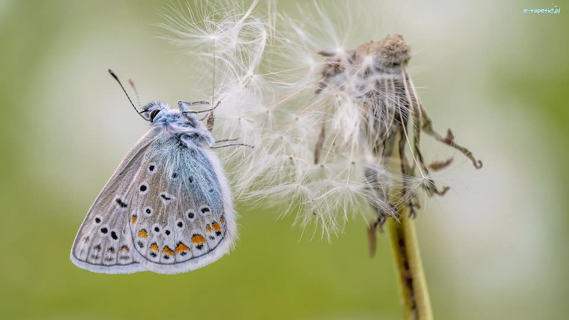 Modraszek ikar, Zbliżenie, Dmuchawiec, Motyl