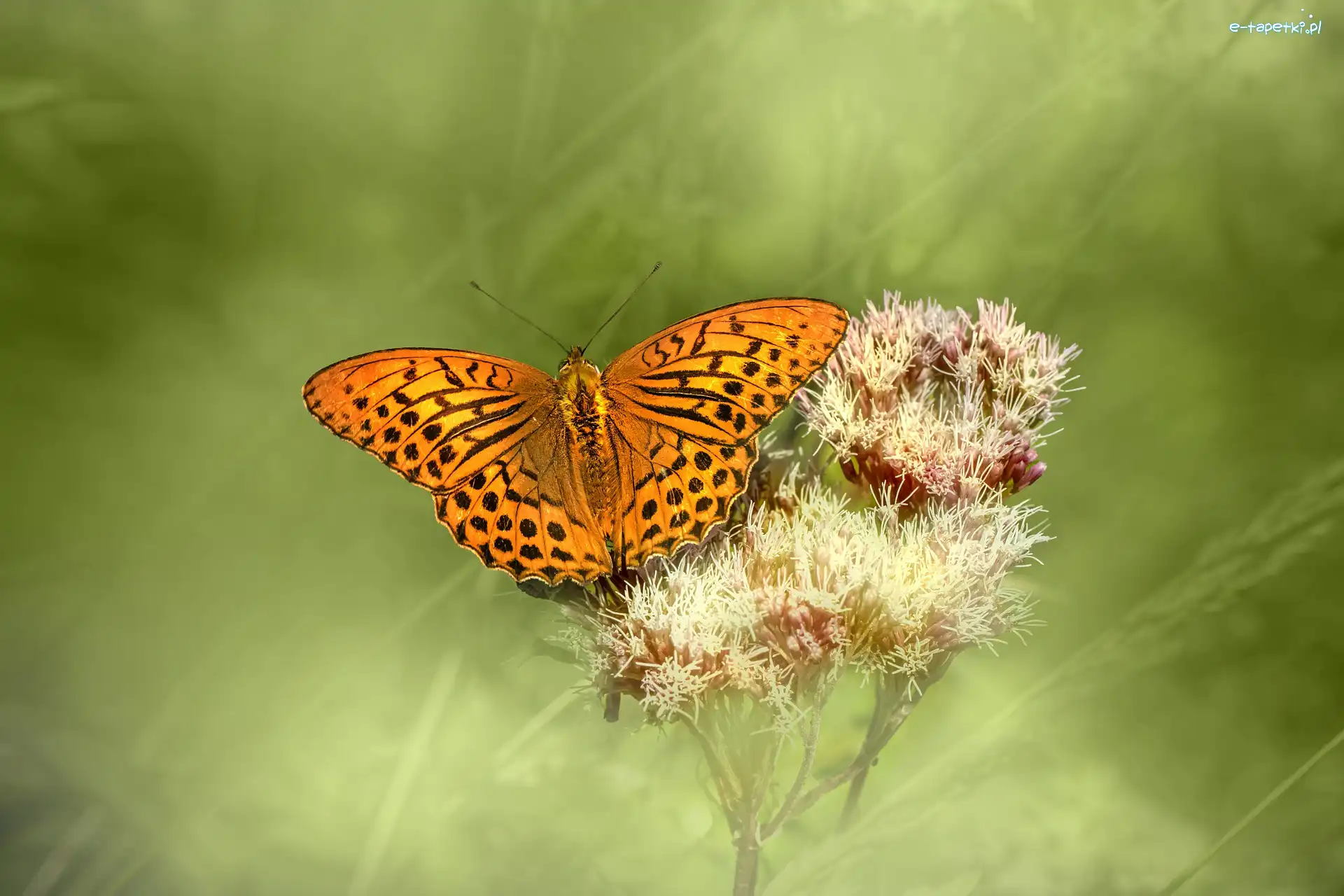 Motyl, Roślina, Dostojka malinowiec, Owad
