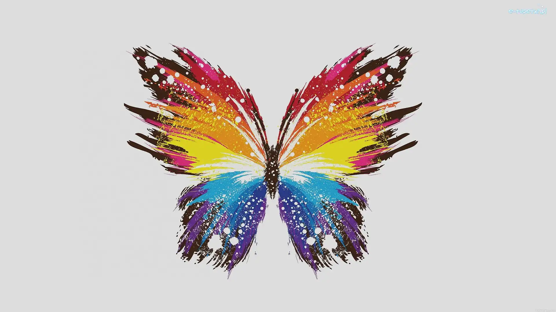 Motyl, Kolorowy, Grafika
