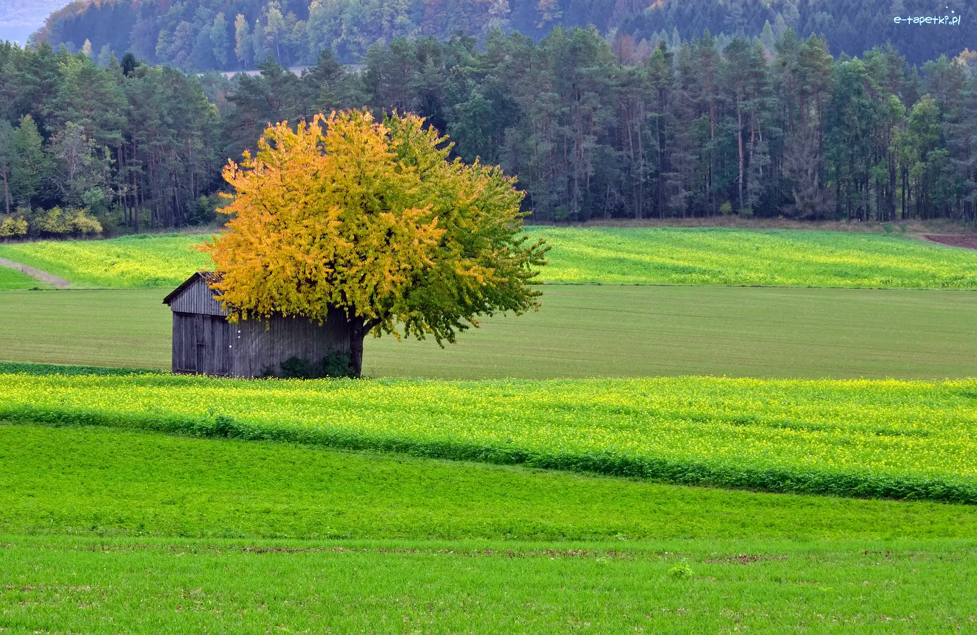 Szopa, Las, Pole, Drzewo
