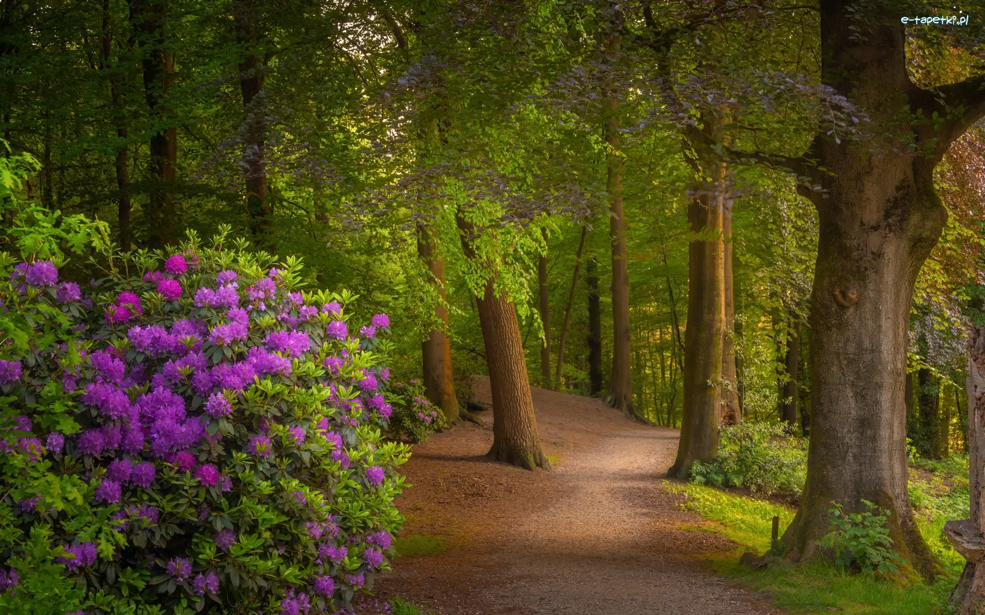 Kwiaty, Ścieżka, Krzew, Drzewa, Las, Różanecznik, Rododendron