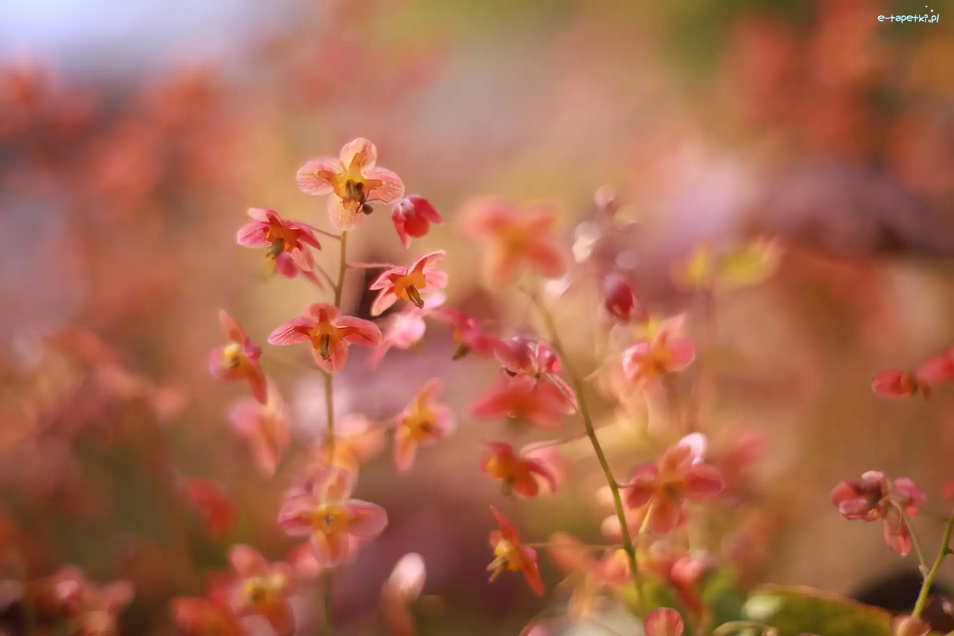Czerwone, Zbliżenie, Kwiaty, Epimedium
