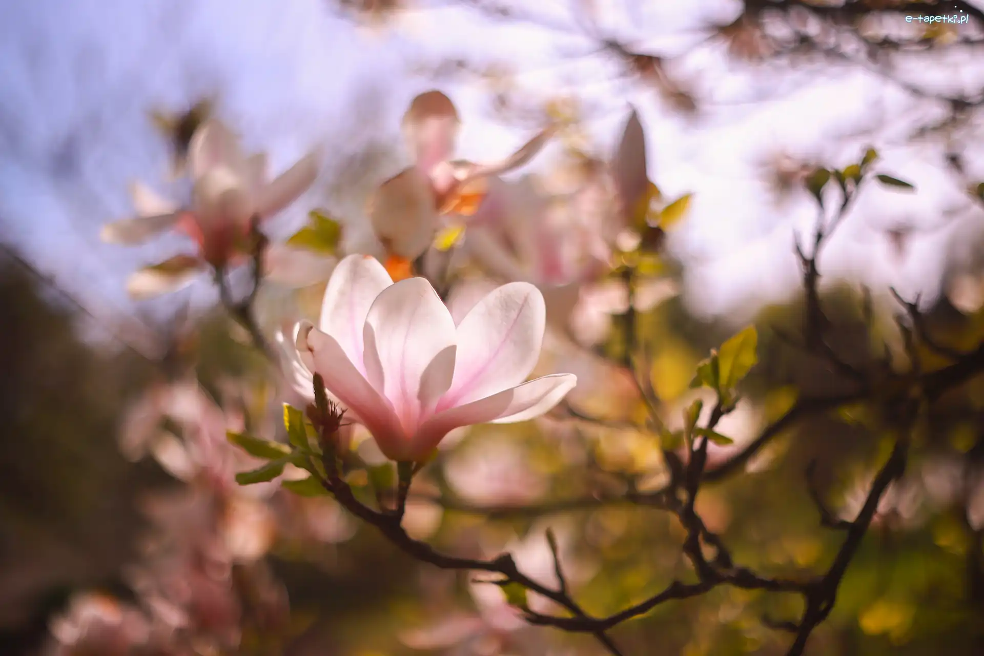 Różowy, Gałązki, Kwiat, Magnolia