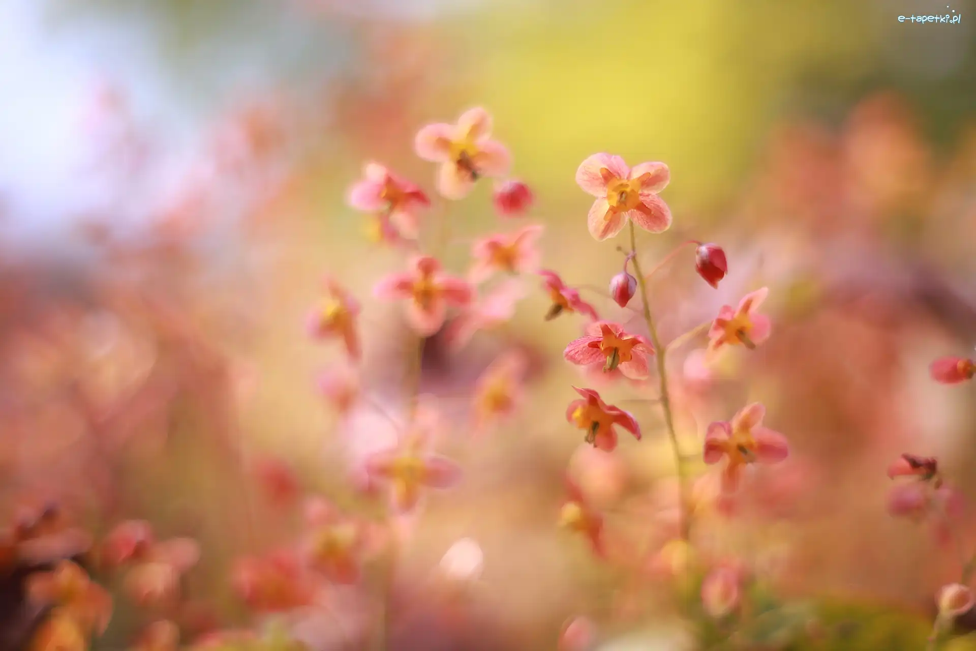 Kwiaty, Zbliżenie, Epimedium, Czerwone
