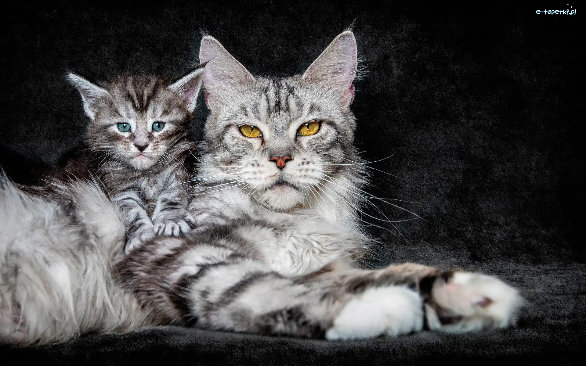 Mały, Maine coon, Duży, Koty