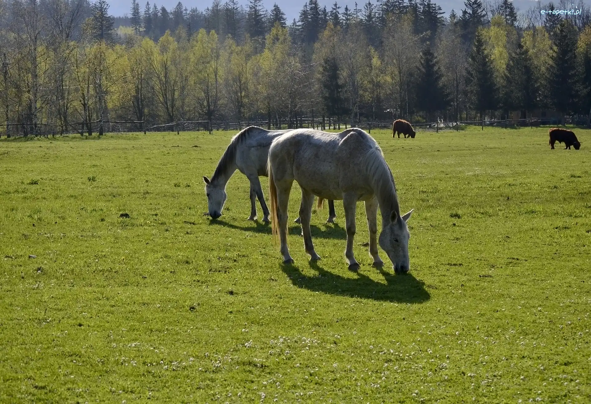 Las, Pastwisko, Konie