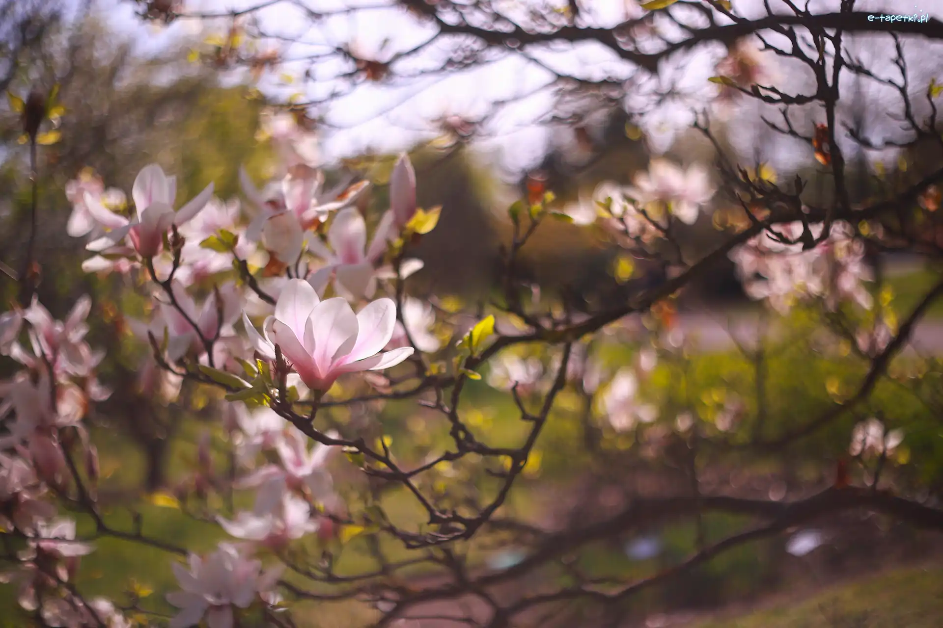 Magnolia, Kwiaty, Różowe, Gałązki, Krzew