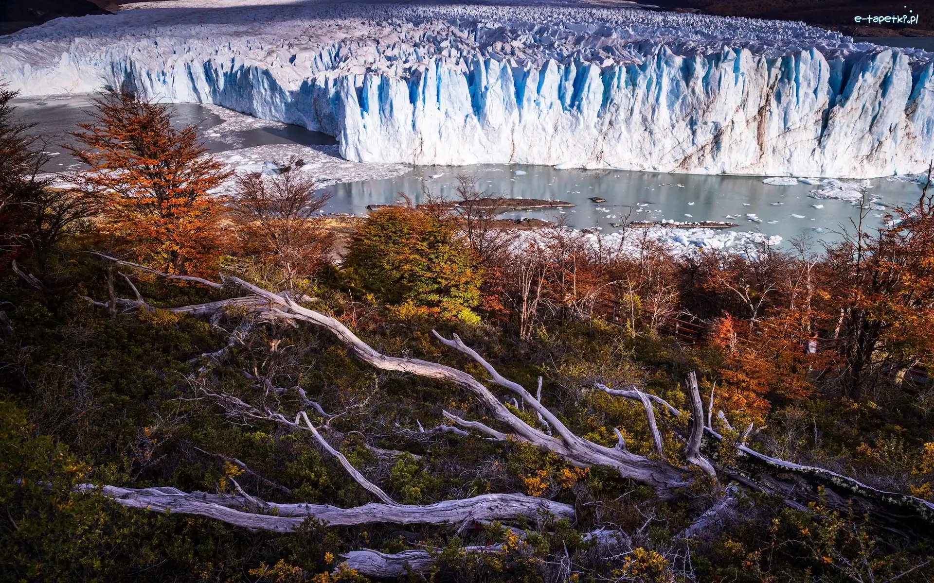 Konary, Lodowiec, Perito Moreno, Patagonia, Argentyna, Drzewa, Jesień