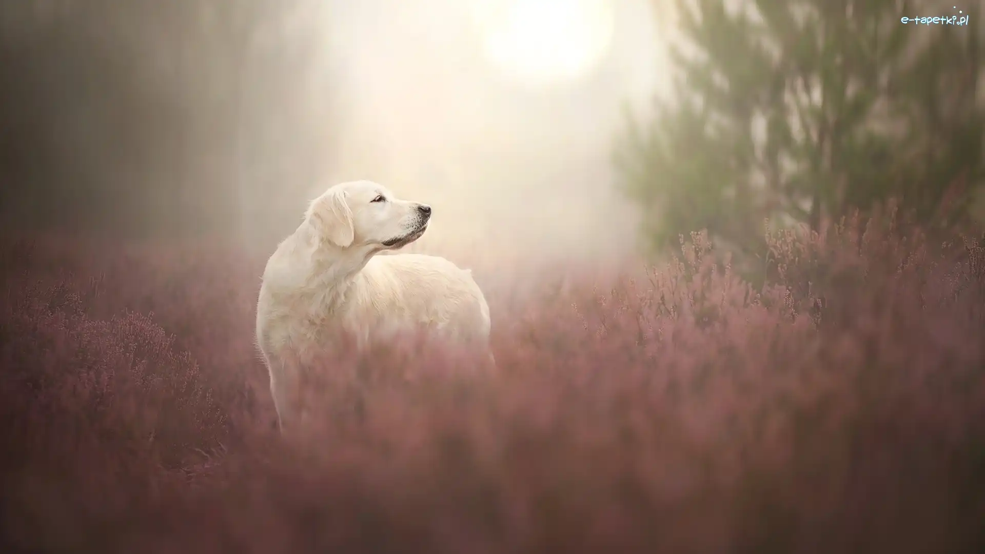 Wrzosy, Golden retriever