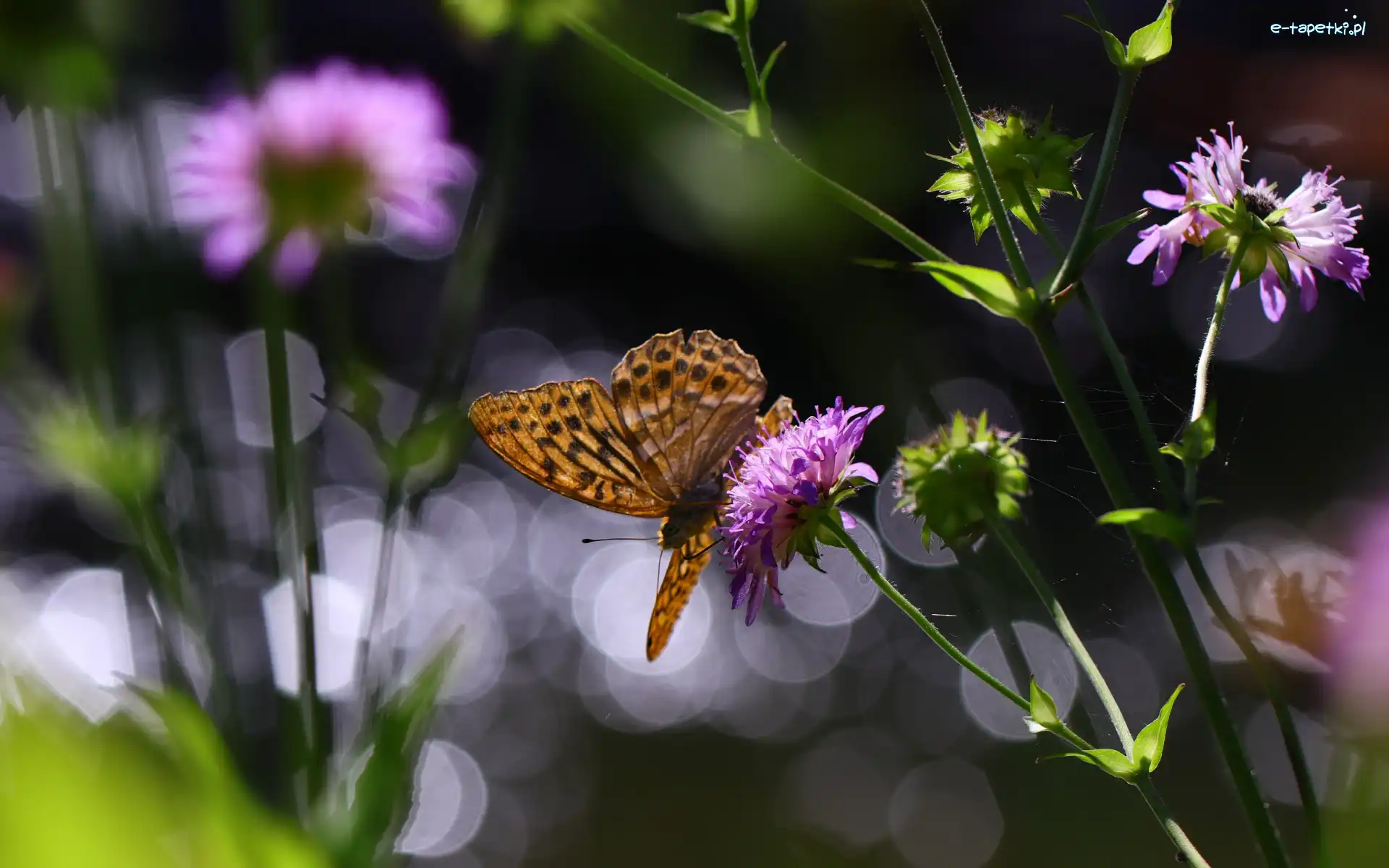 Kwiaty, Bokeh, Motyl, Lato