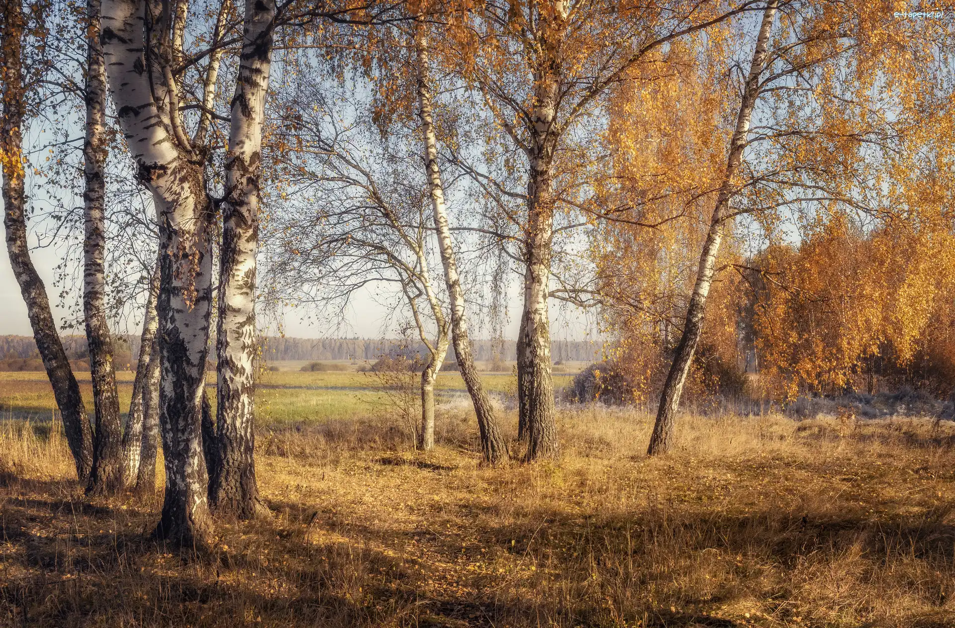 Pożółkłe, Brzozy, Drzewa, Jesień