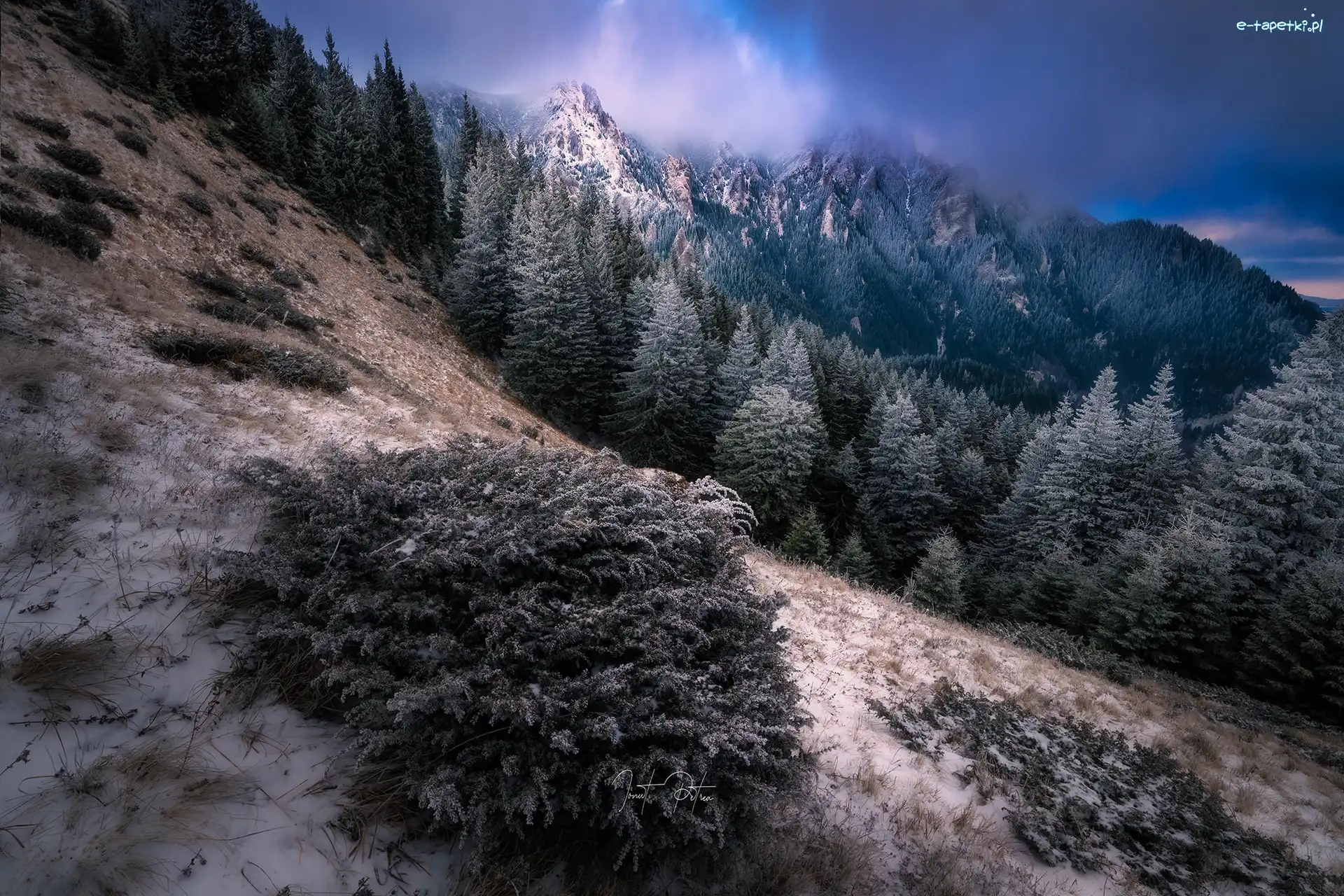 Góry, Drzewa, Zbocze, Śnieg, Pierwszy