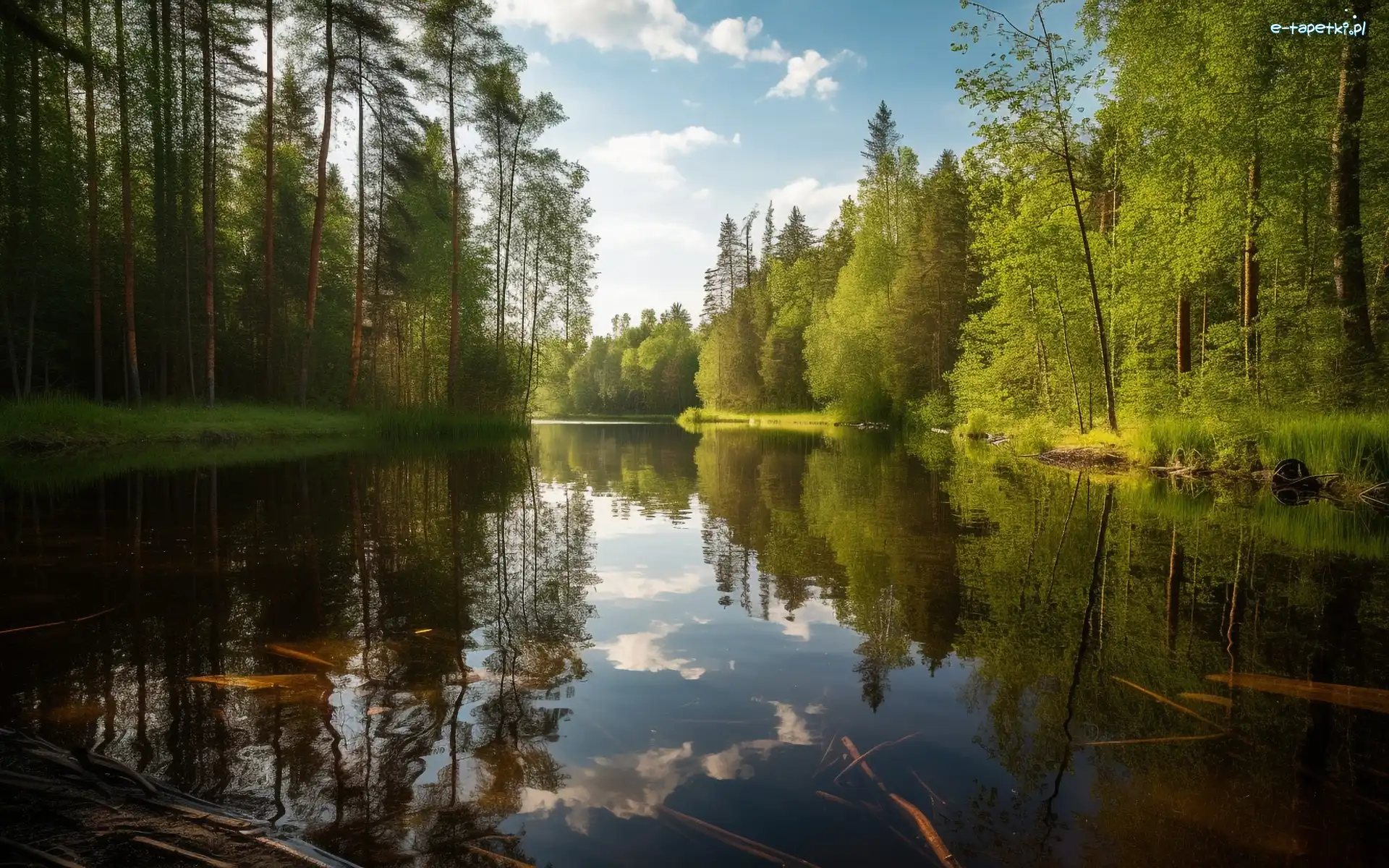 Brzeg, Jezioro, Trawa, Chmury, Drzewa, Las