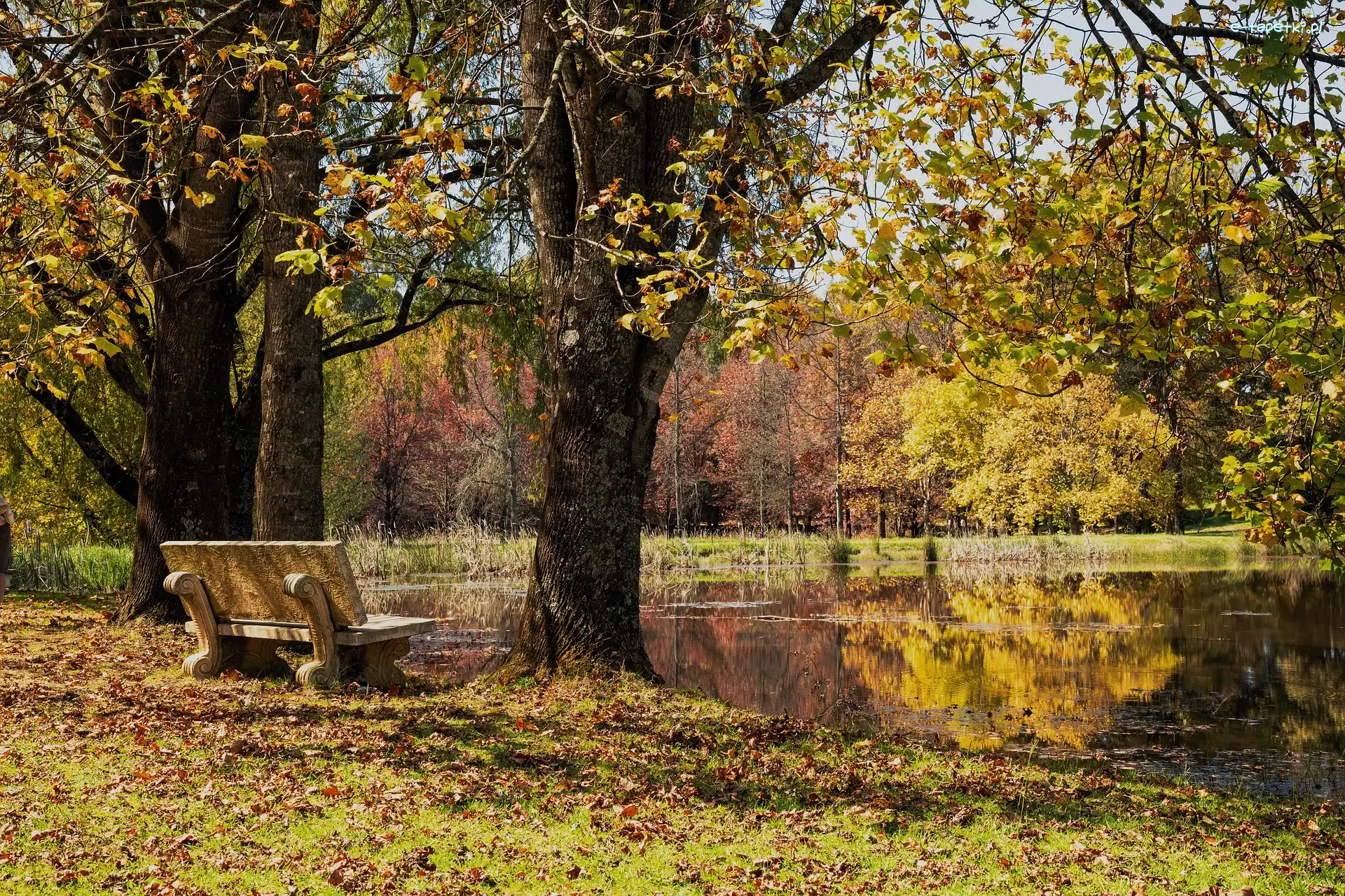 Jesień, Ławka, Drzewa, Park, Staw