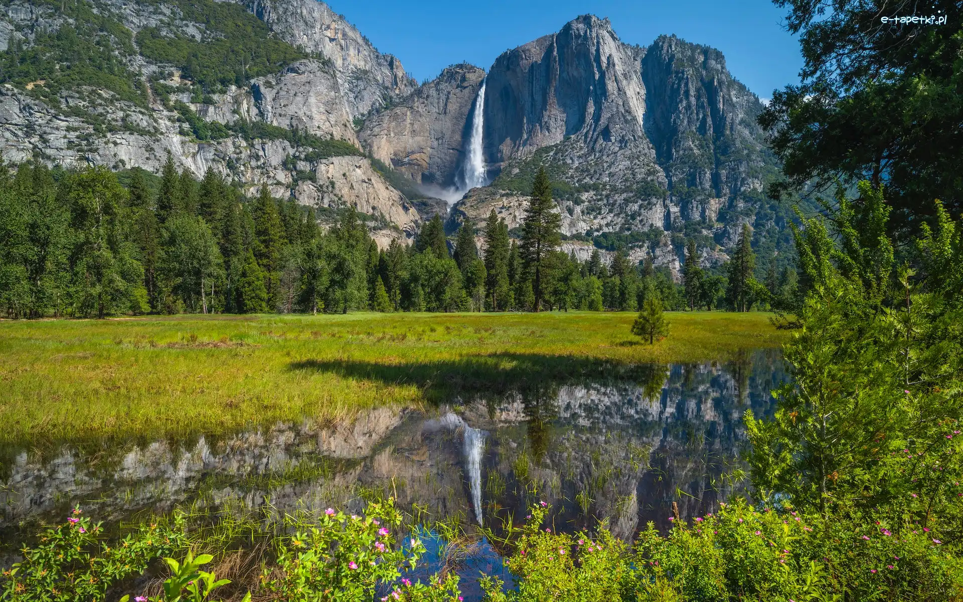Skały, Kalifornia, Góry, Kwiaty, Park Narodowy Yosemite, Wodospad, Drzewa, Stany Zjednoczone