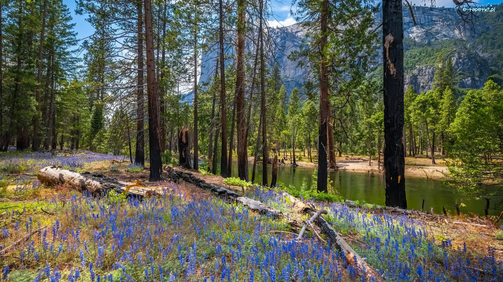 Rzeka, Wiosna, Merced River, Drzewa, Stany Zjednoczone, Kwiaty, Góry, Kalifornia, Łubin, Las, Park Narodowy Yosemite