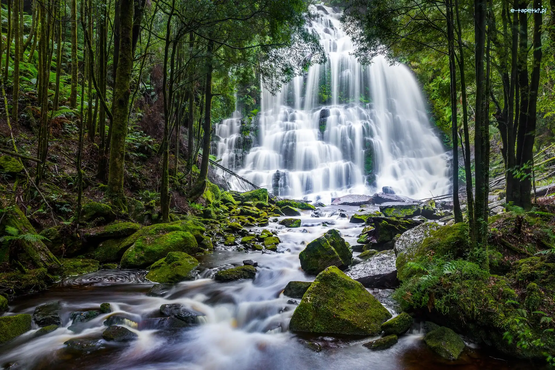 Potok, Drzewa, Australia, Mech, Wodospad, Nelson Falls, Kamienie, Las, Skały, Tasmania