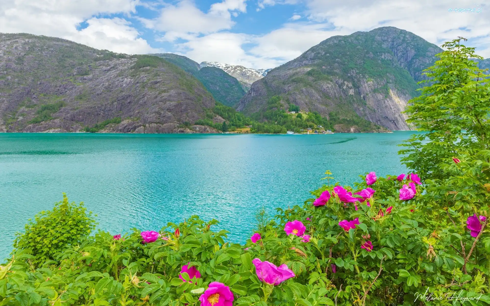 Kwiaty, Fiord, Akrafjorden, Park Narodowy Folgefonna, Norwegia, Roślinność, Góry