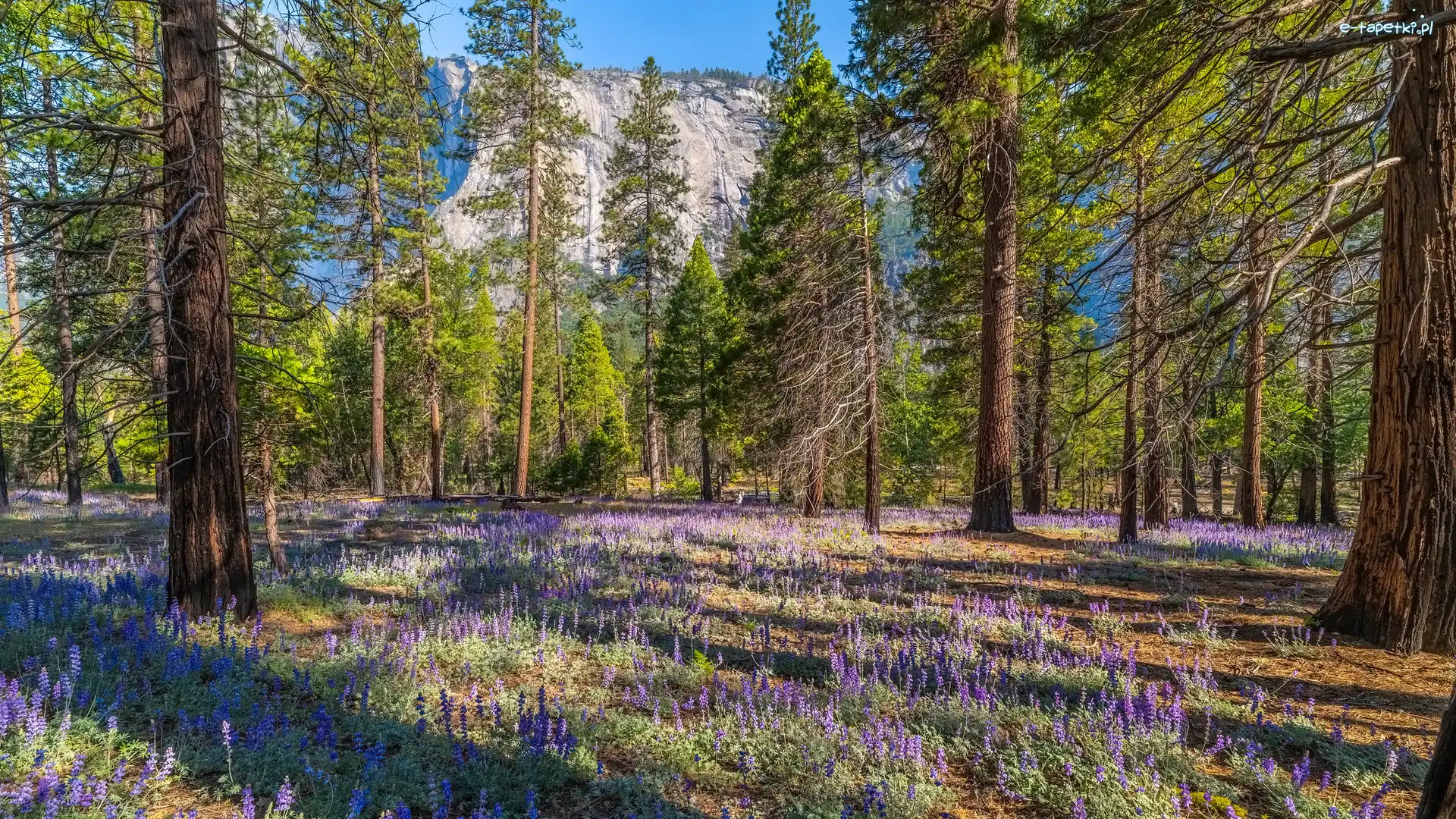 Kwiaty, Las, Stany Zjednoczone, Kalifornia, Drzewa, Łubin, Park Narodowy Yosemite, Góry