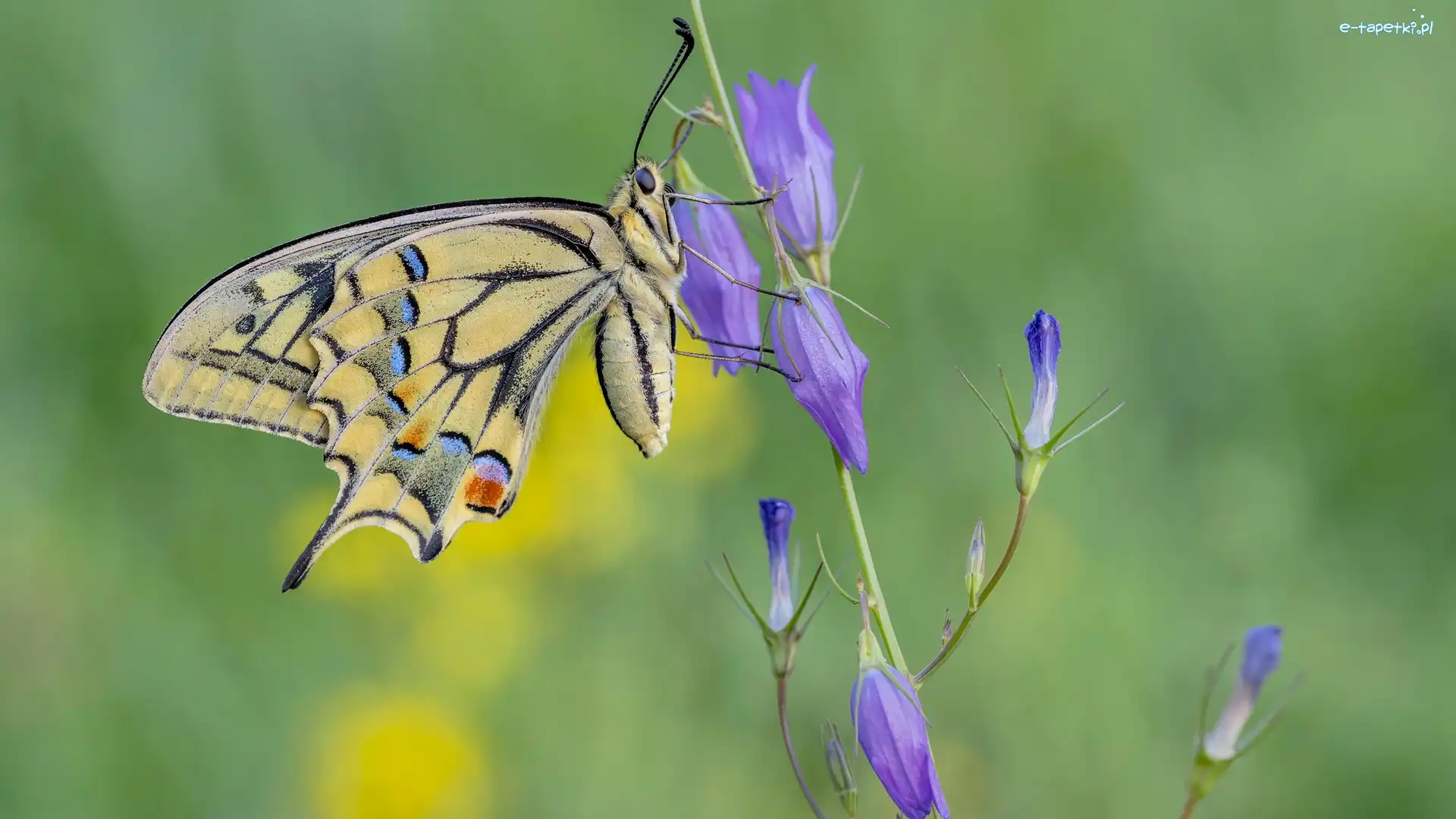 Motyl, Kwiat, Paź królowej, Dzwonek, Fioletowy