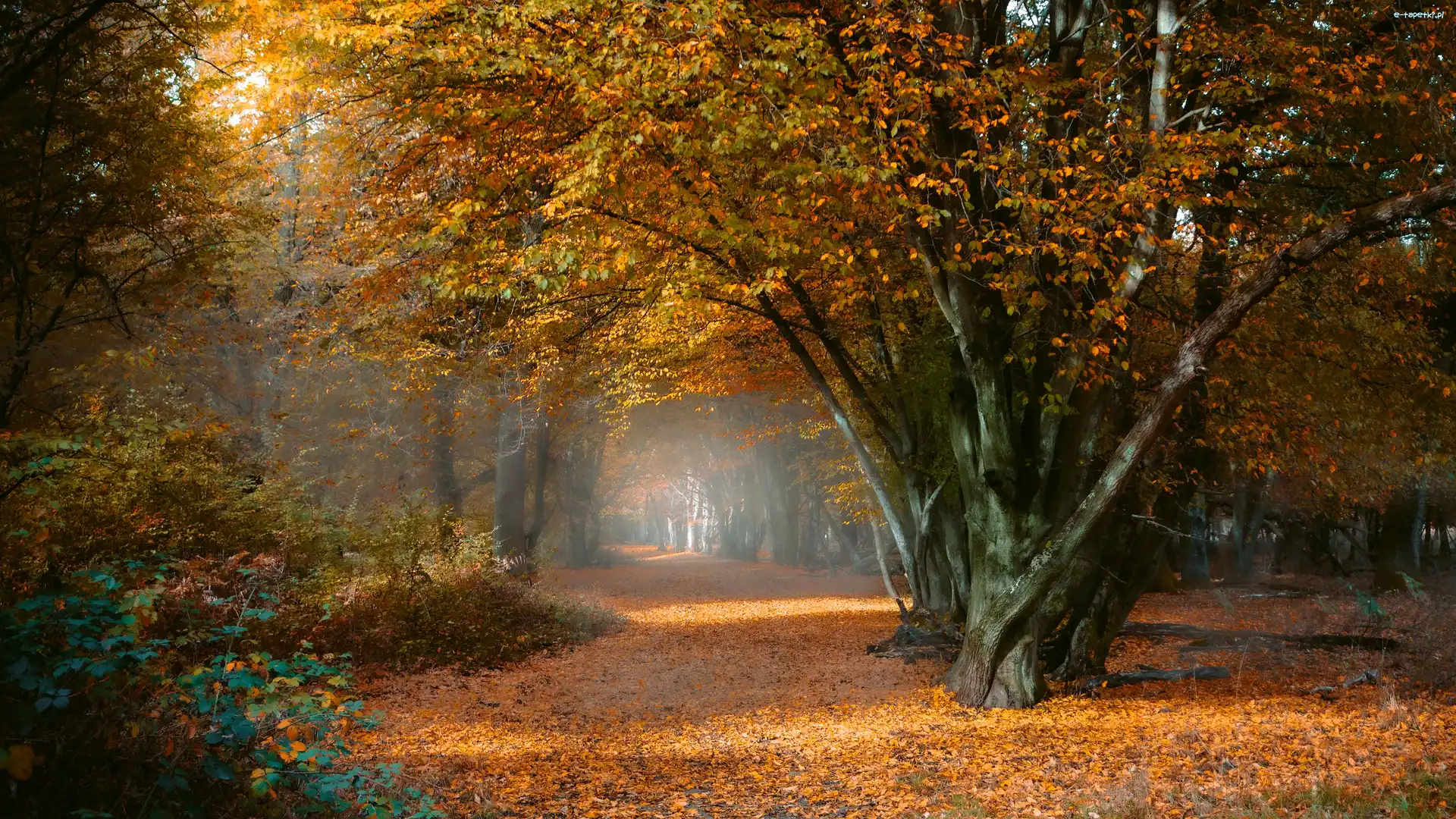 Park, Ścieżka, Drzewa, Jesień, Liście