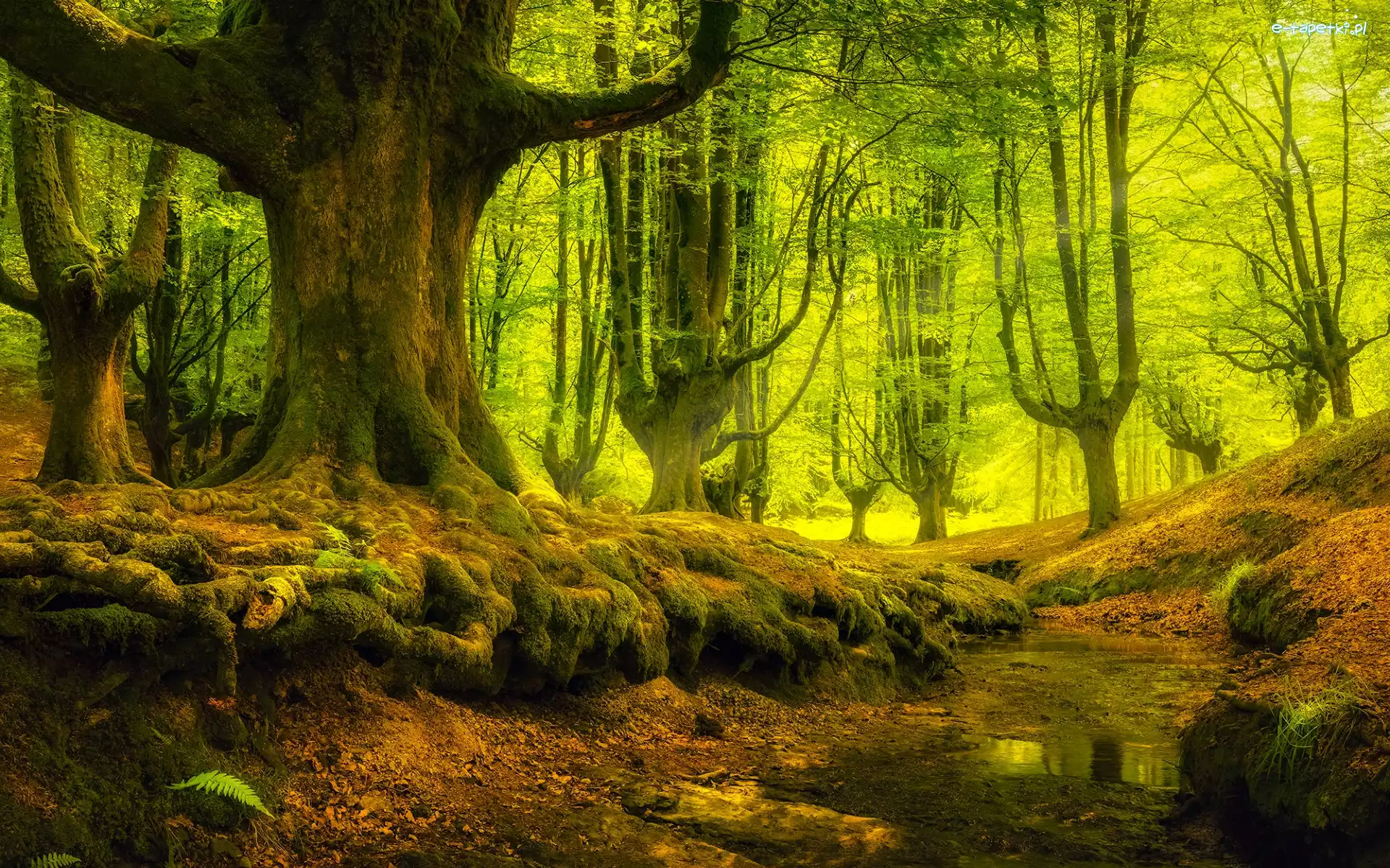 Park Narodowy Gorbea, Hiszpania, Kraj Basków, Las, Drzewa