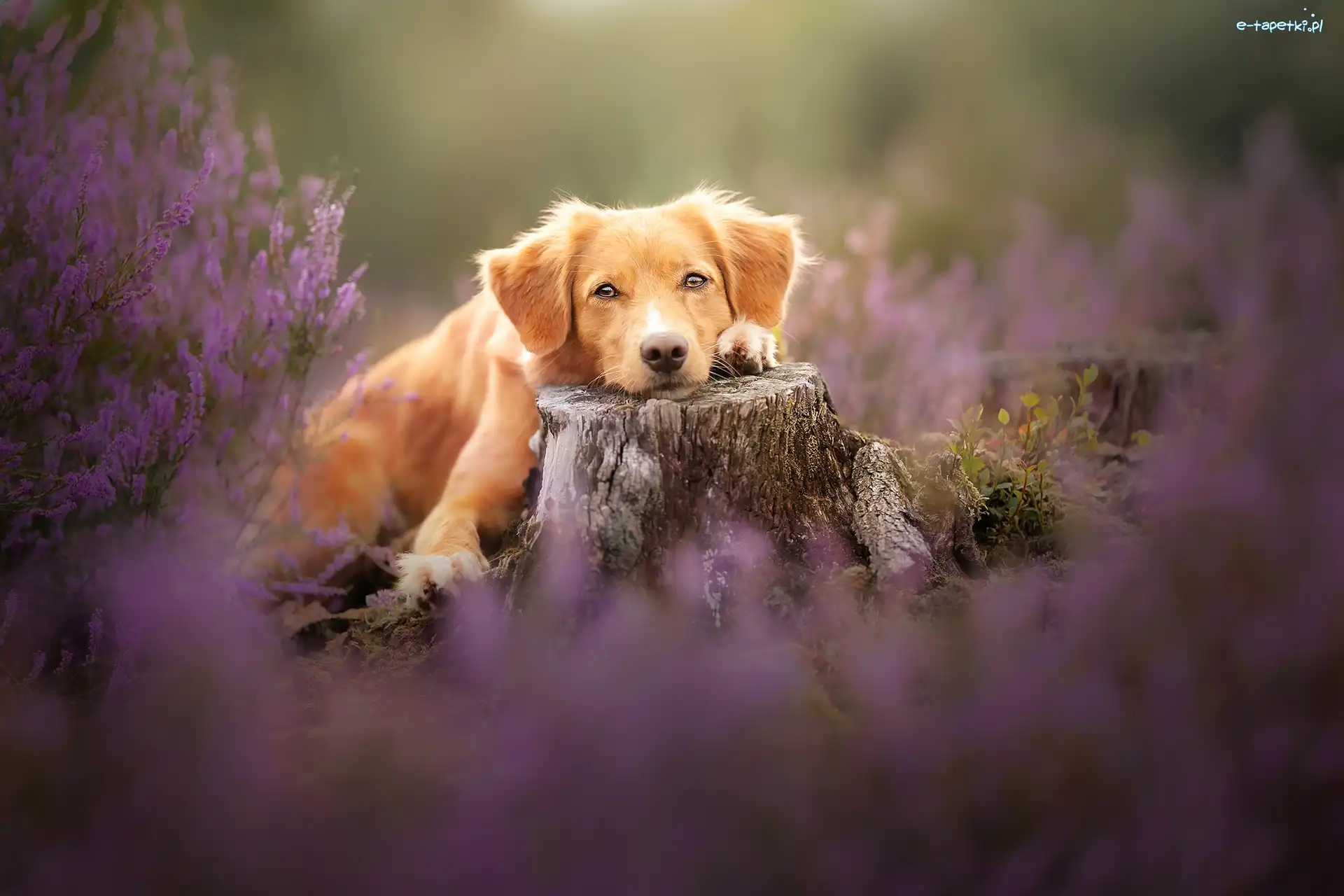 Retriever z Nowej Szkocji, Pień, Wrzosy, Pies
