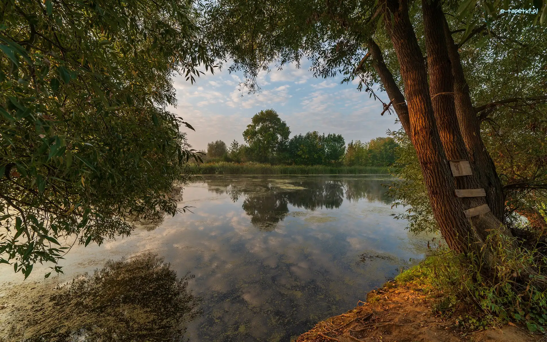 Jezioro, Gałęzie, Drzewa, Lato, Pnie