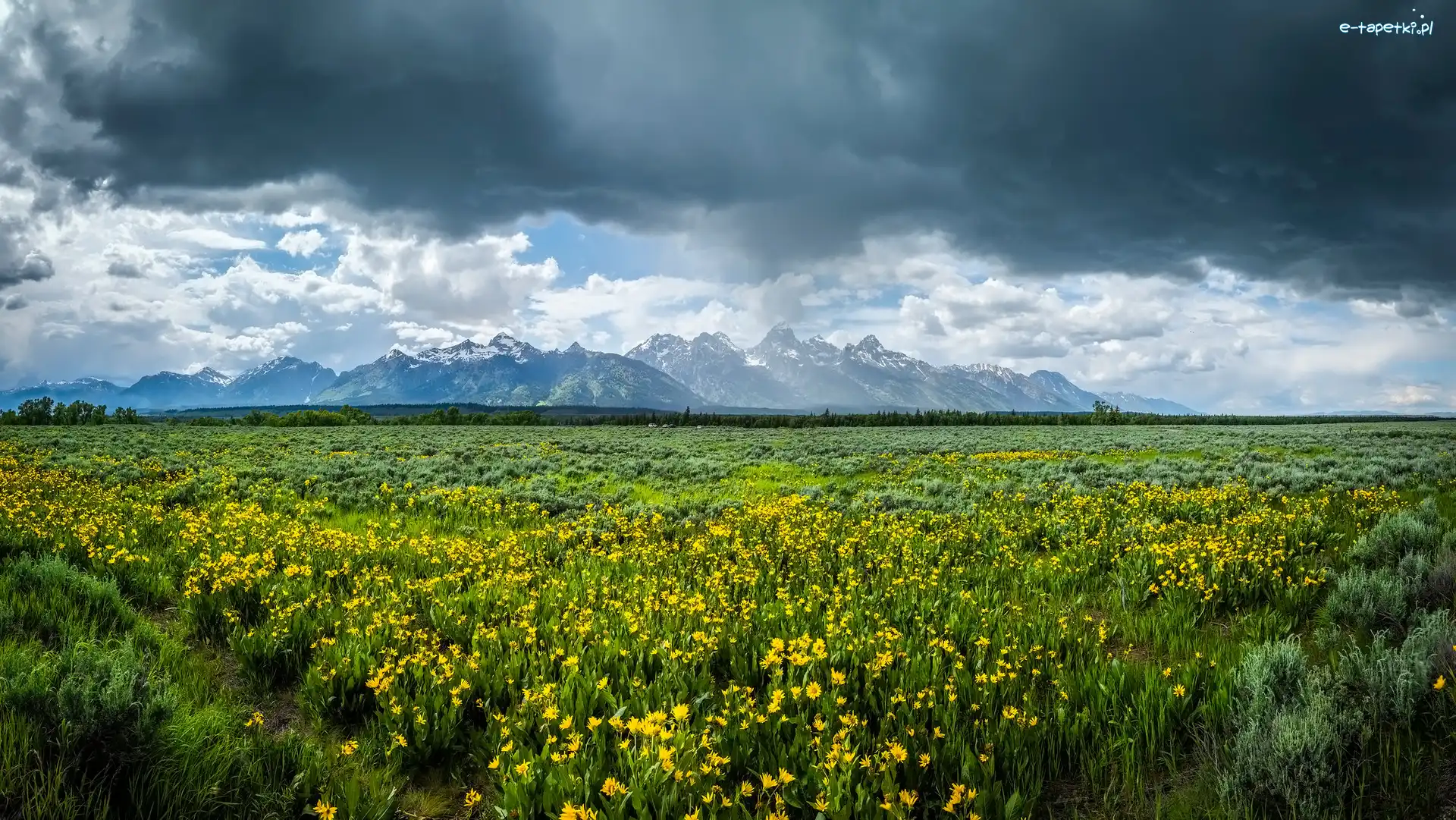 Stan Wyoming, Góry, Park Narodowy Grand Teton, Stany Zjednoczone, Łąka, Kwiaty